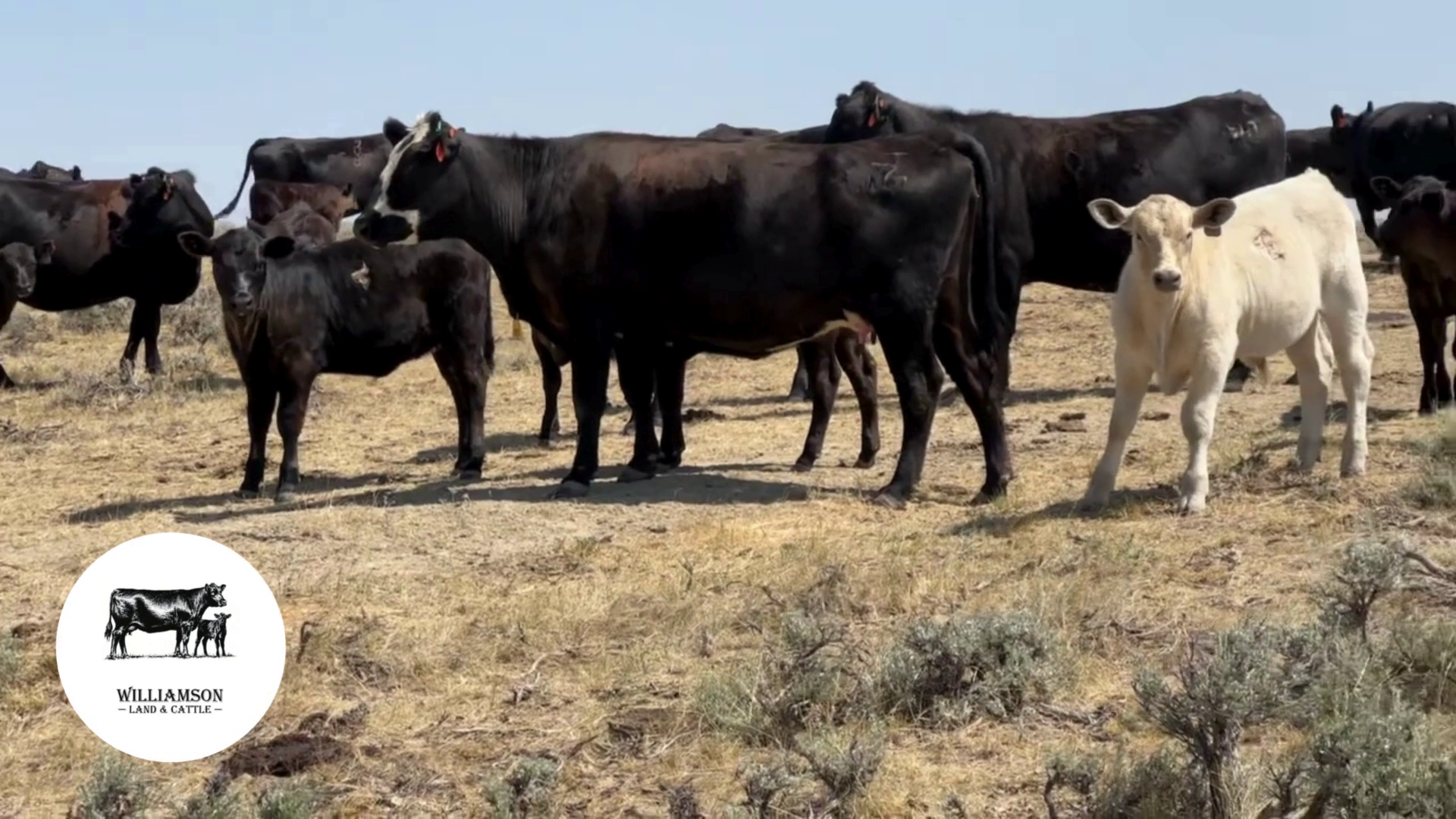 BC807C-232 Bred Cows