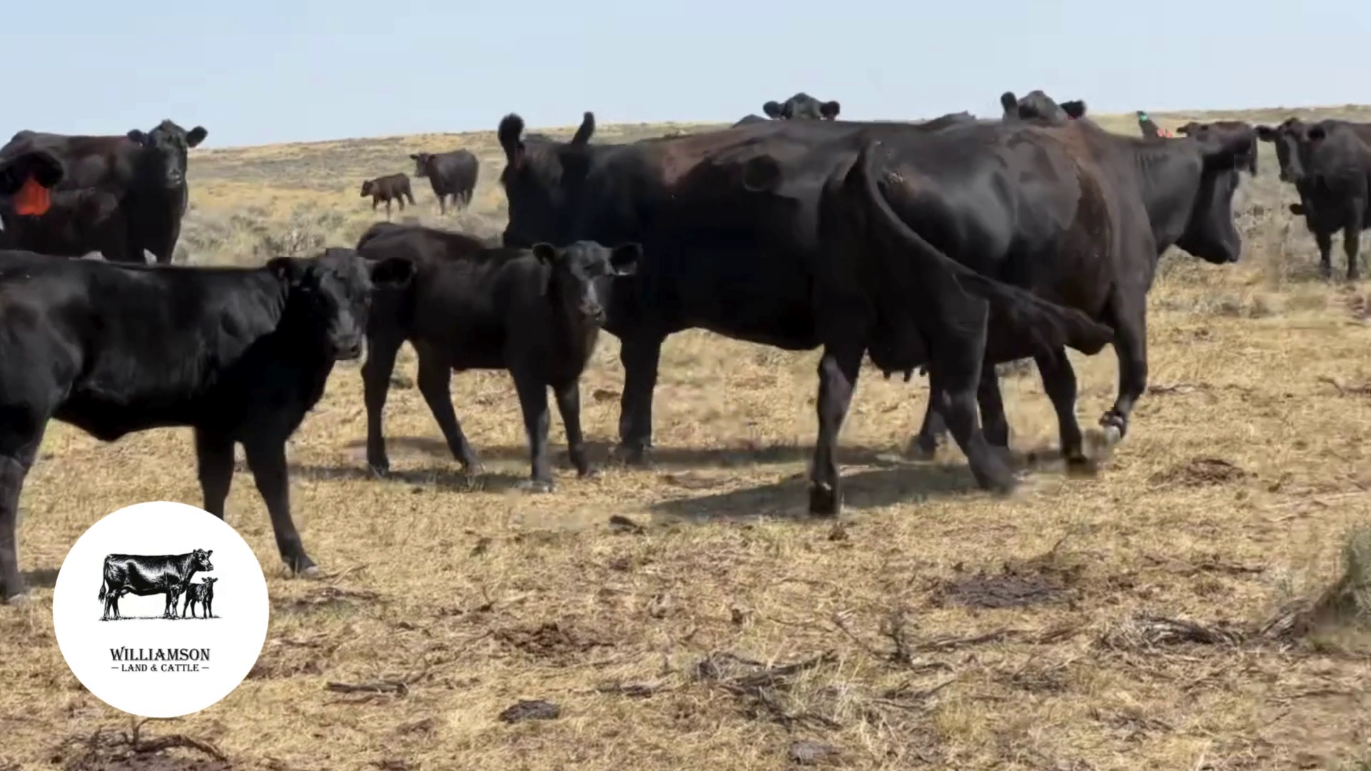 BC807C-230 Bred Cows