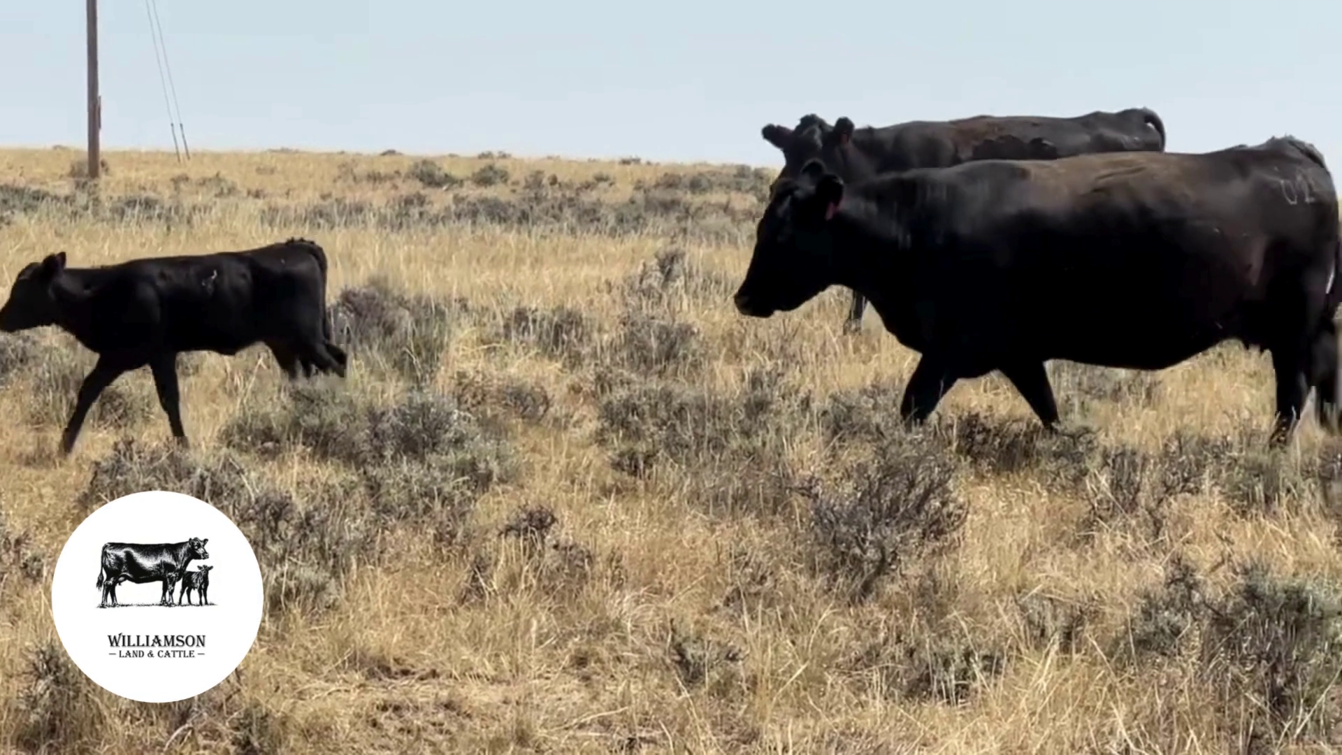 BC807C-232 Bred Cows