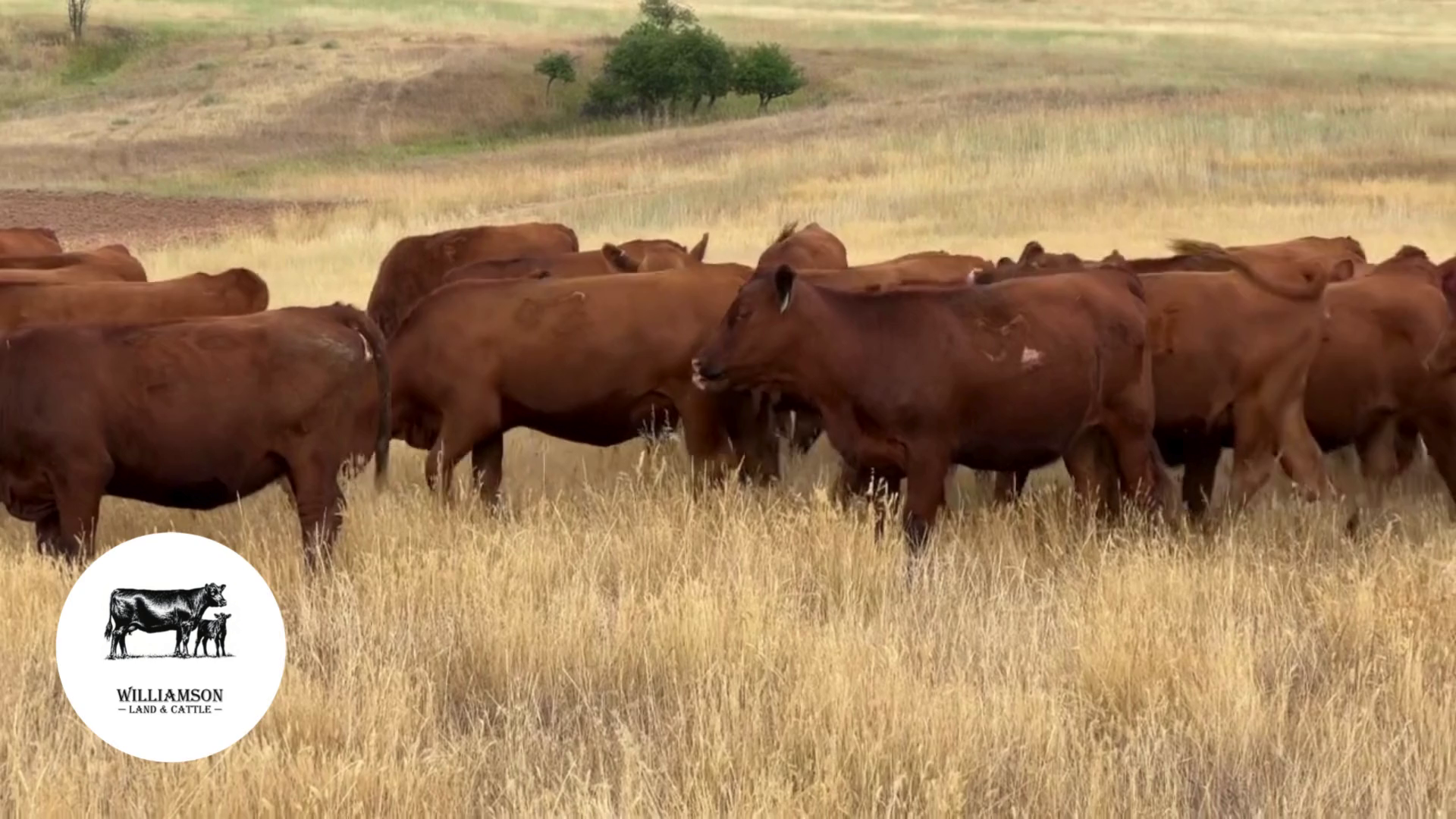 BH807D- 204 Bred Heifers