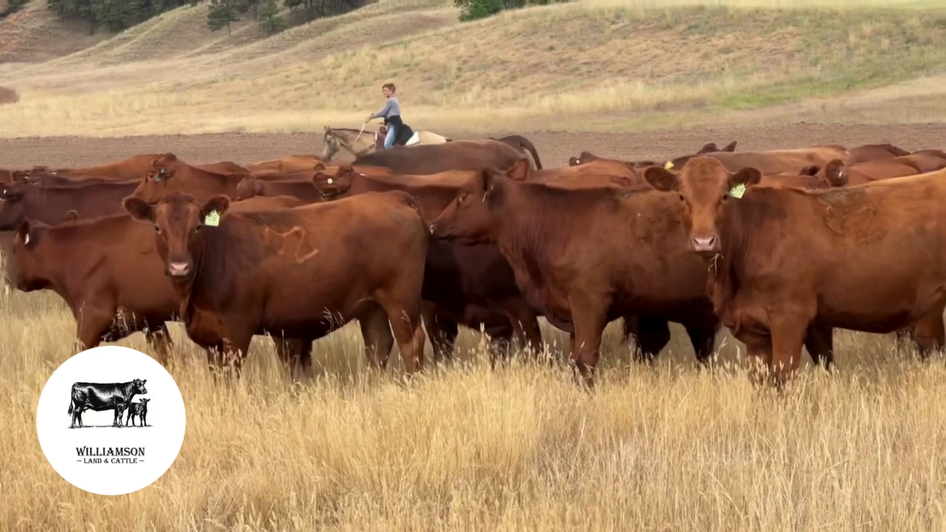 BH807D- 204 Bred Heifers