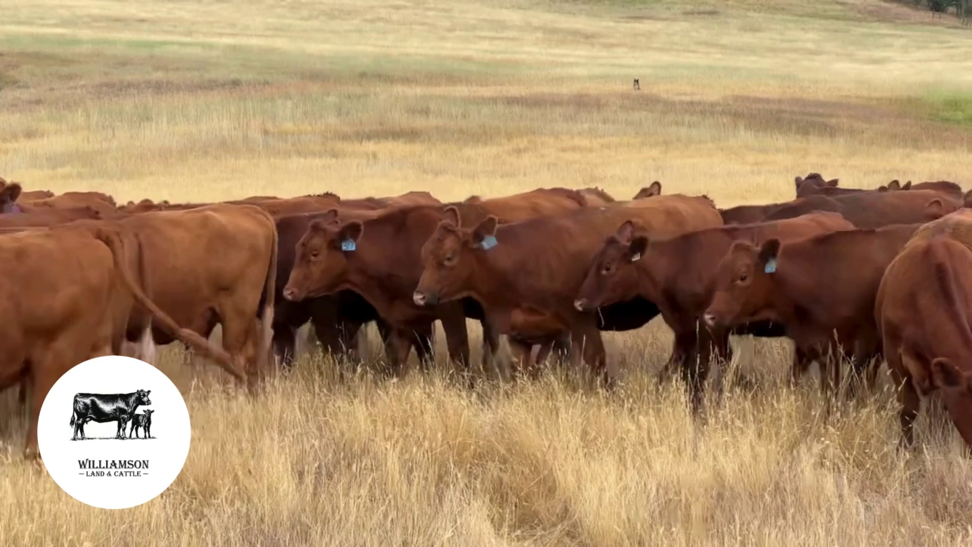 BH807D- 204 Bred Heifers