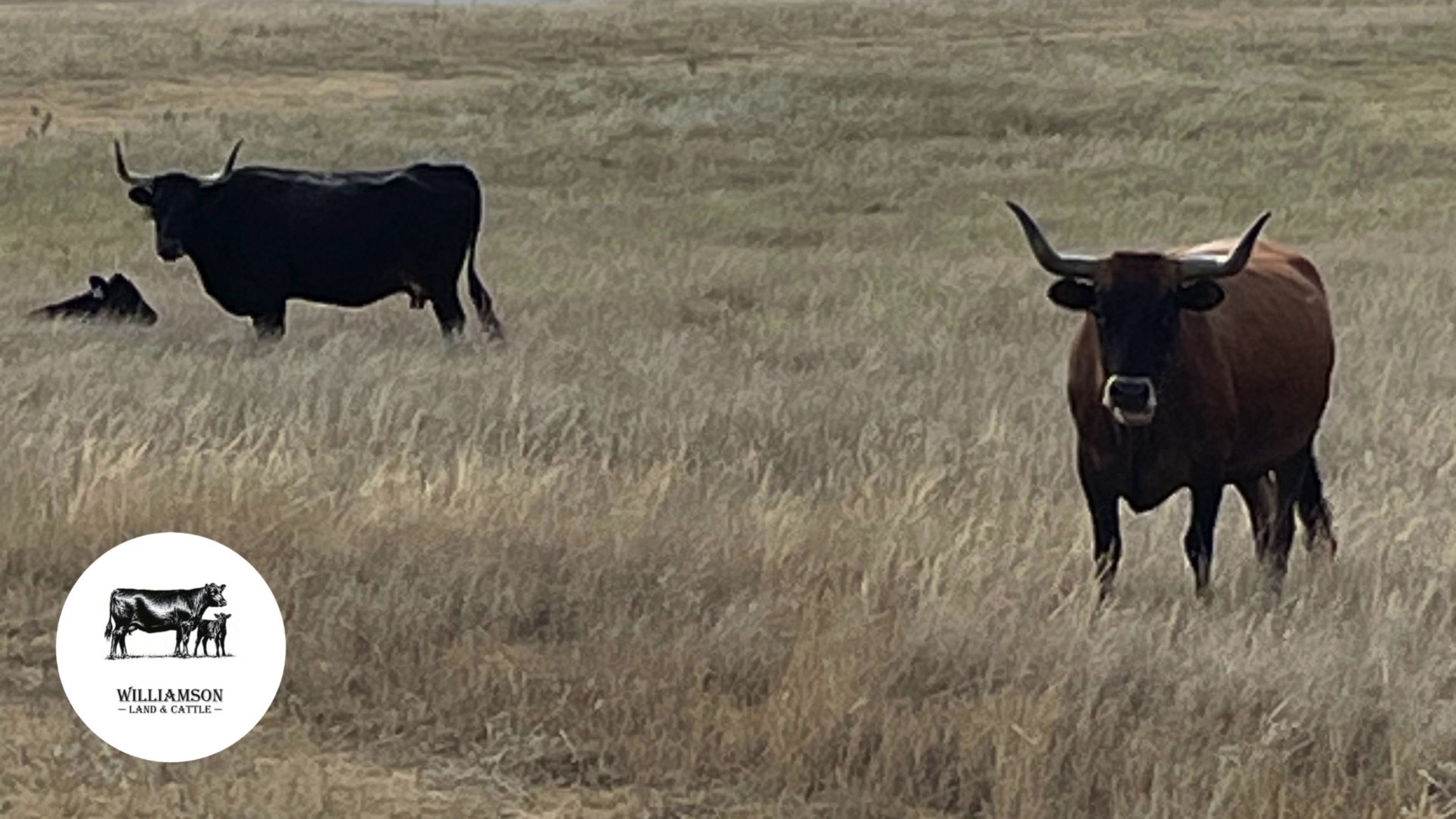 BC807A-14 Bred Cows