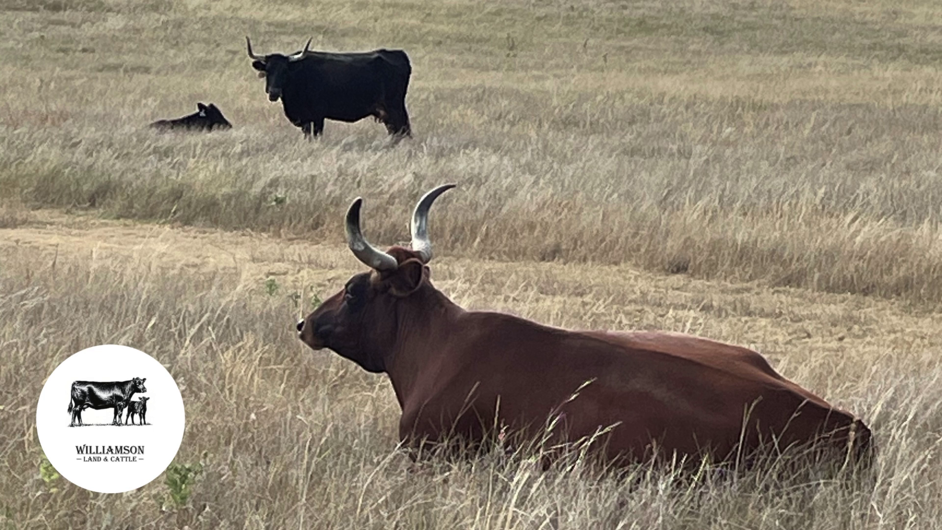 BC807A-14 Bred Cows