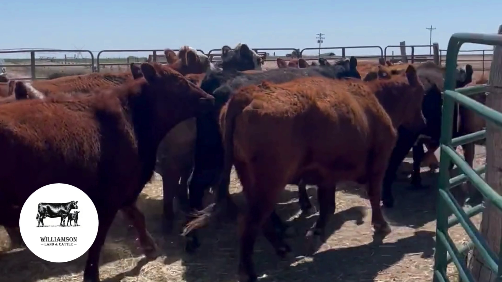 BC523A-19 Bred Cows