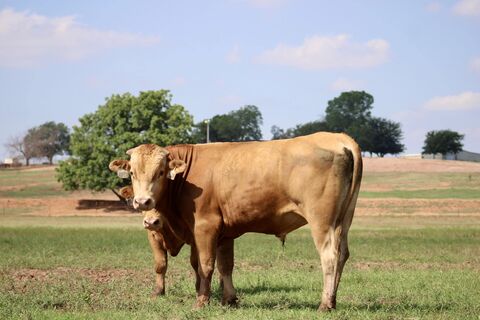 2 Head full blood Akaushi / Red Wagyu bulls