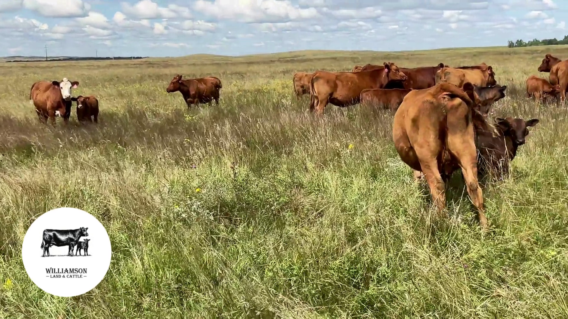 BC813B-110 Bred Cows