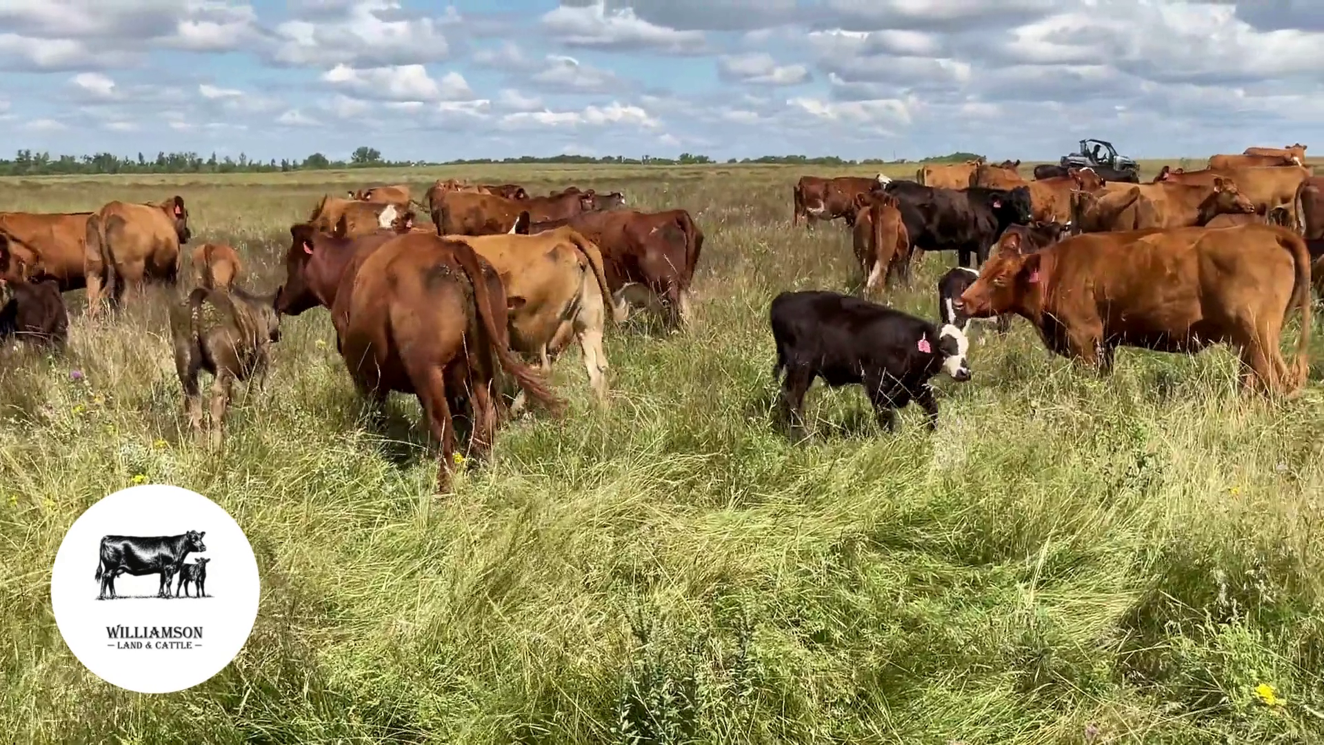 BC813B-110 Bred Cows