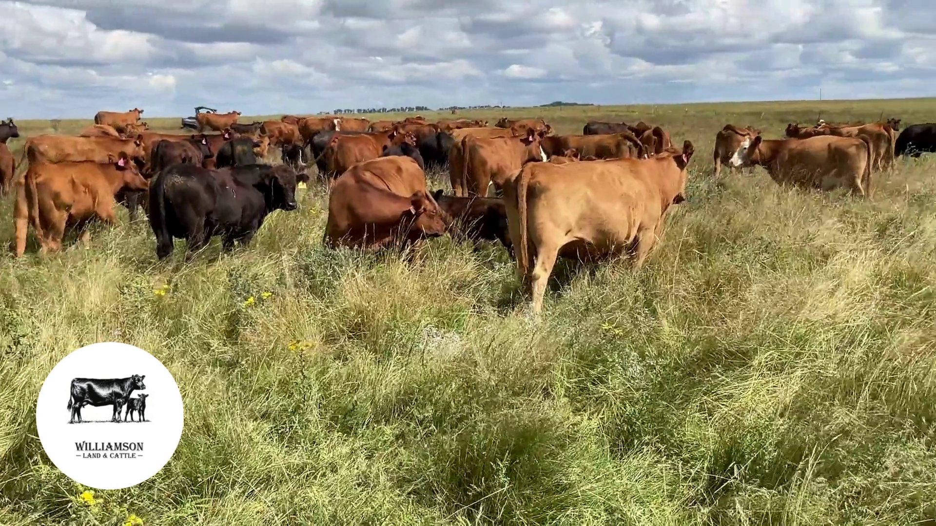 BC813B-110 Bred Cows