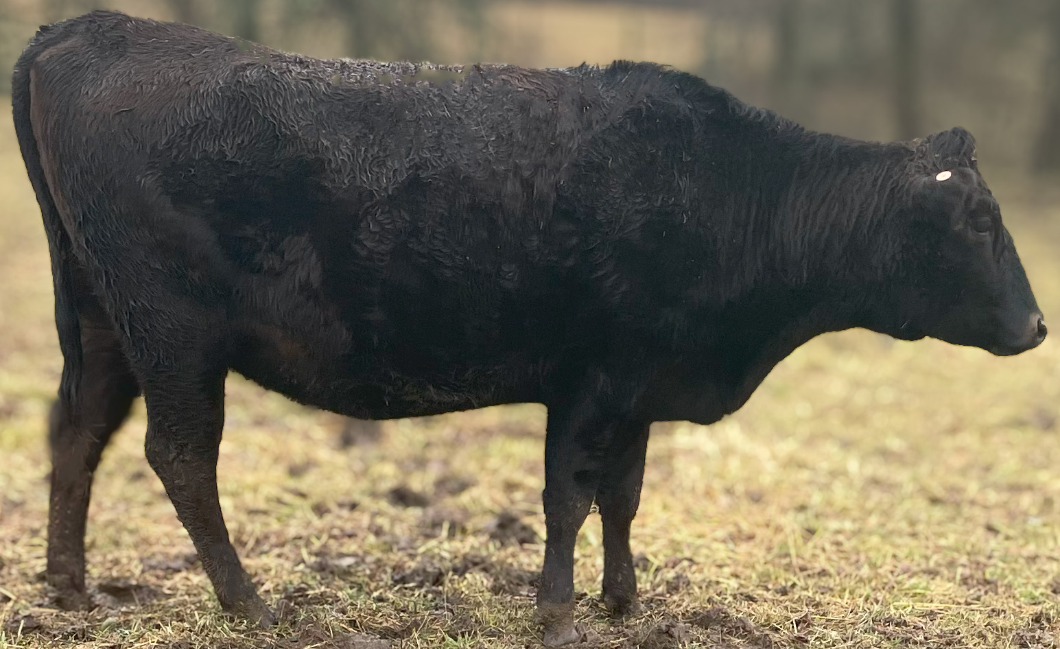 Bred Wagyu Cows