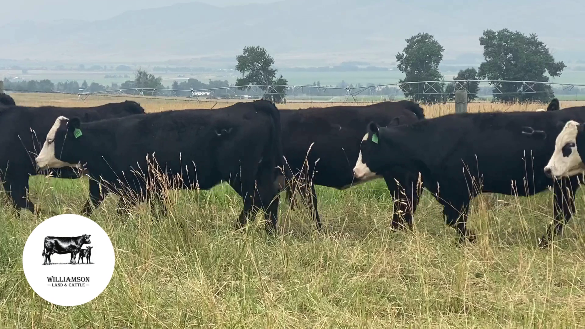 BH820C-113 Bred Heifers