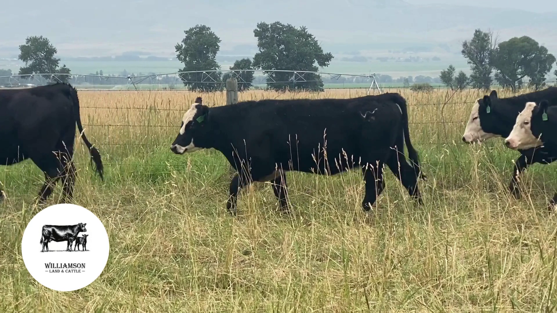 BH820C-113 Bred Heifers