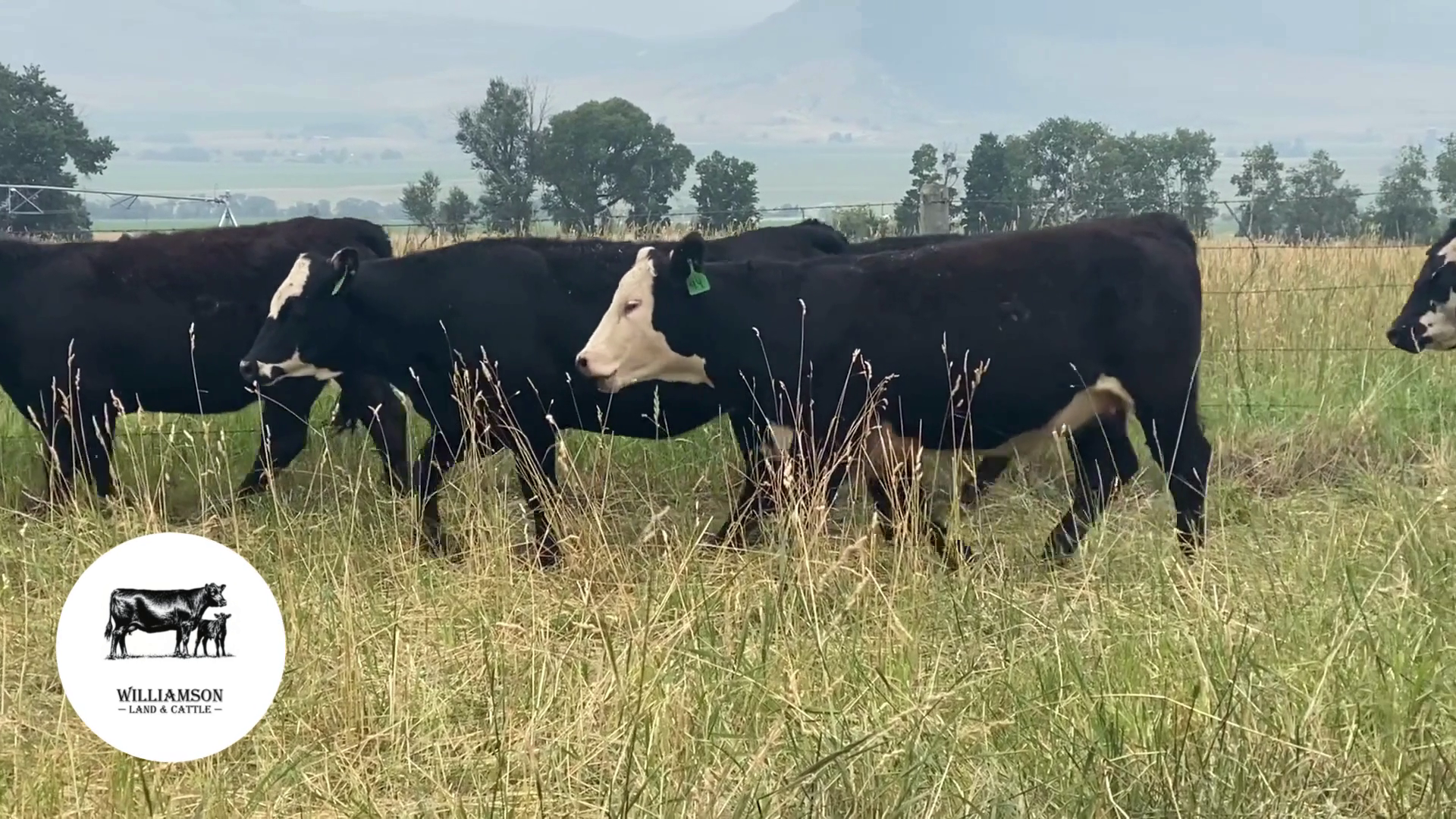 BH820C-113 Bred Heifers