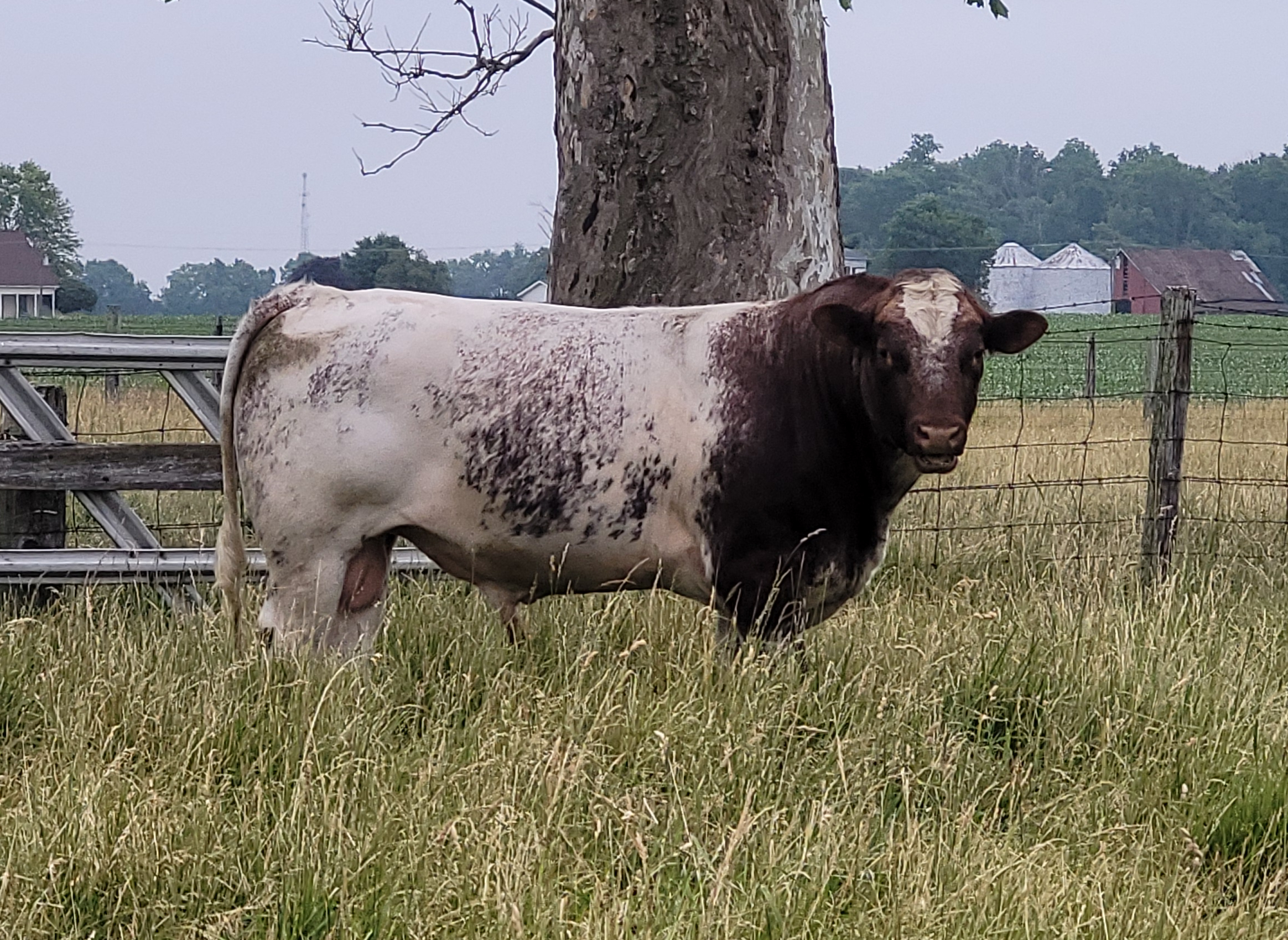 Shorthorn bull