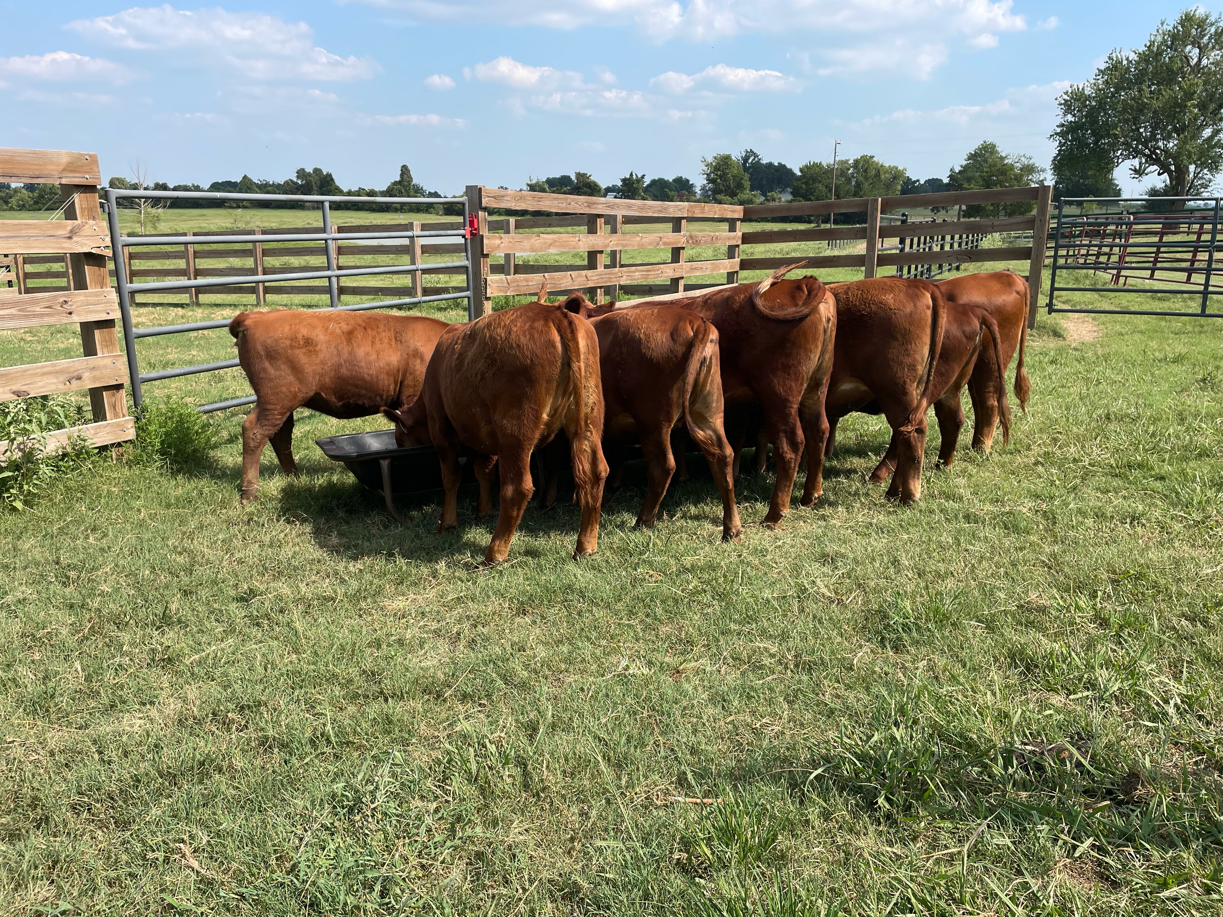 Commercial  Red Angus Heifers