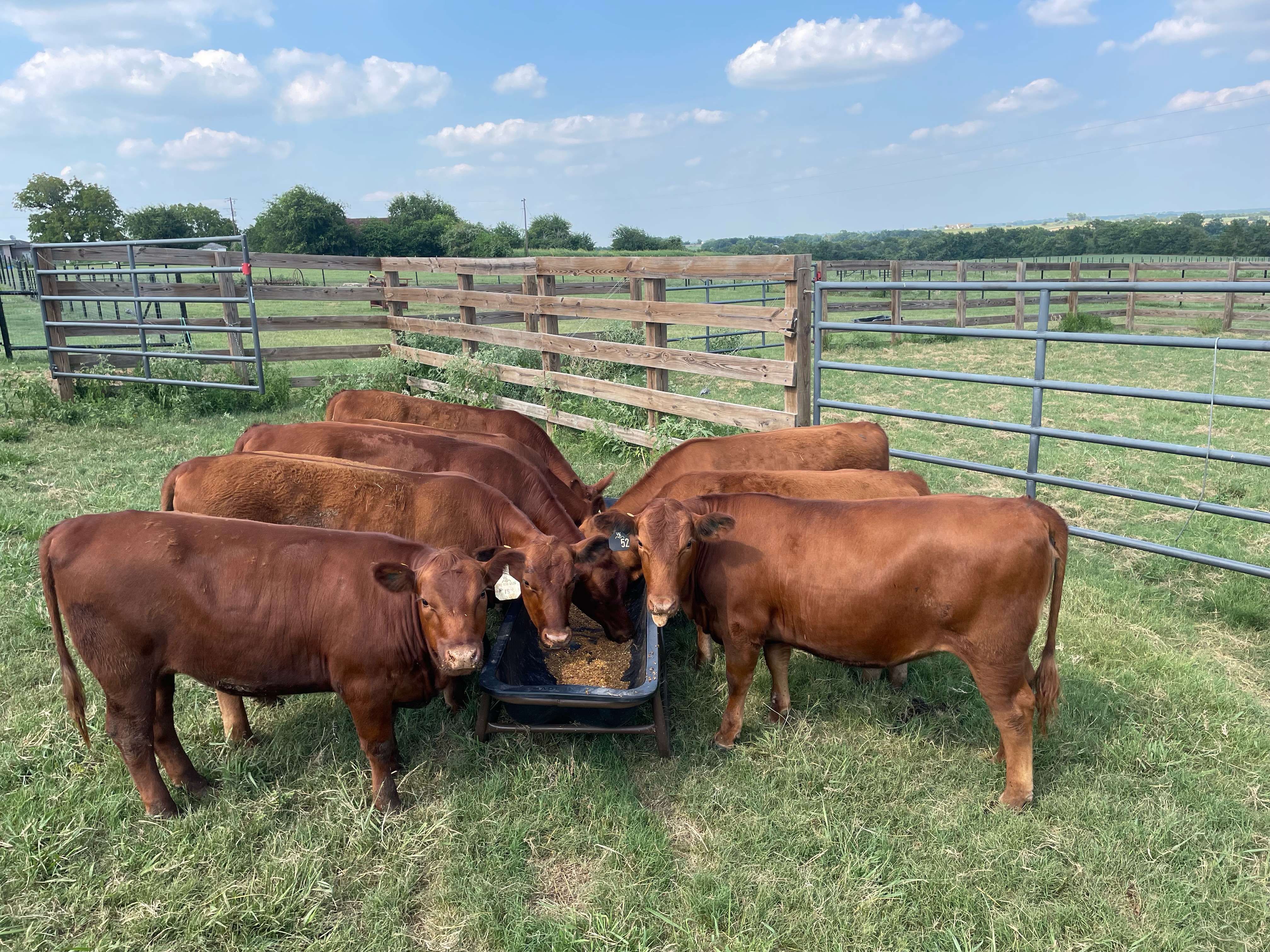 Commercial  Red Angus Heifers