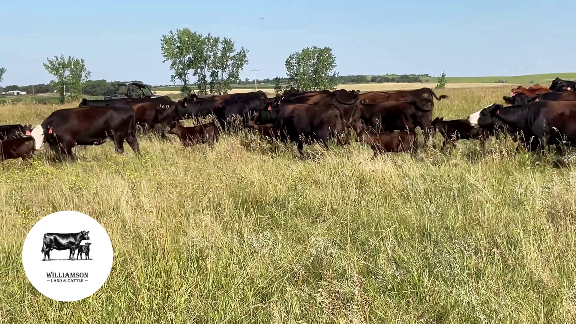 BC826A-280 Bred Cows