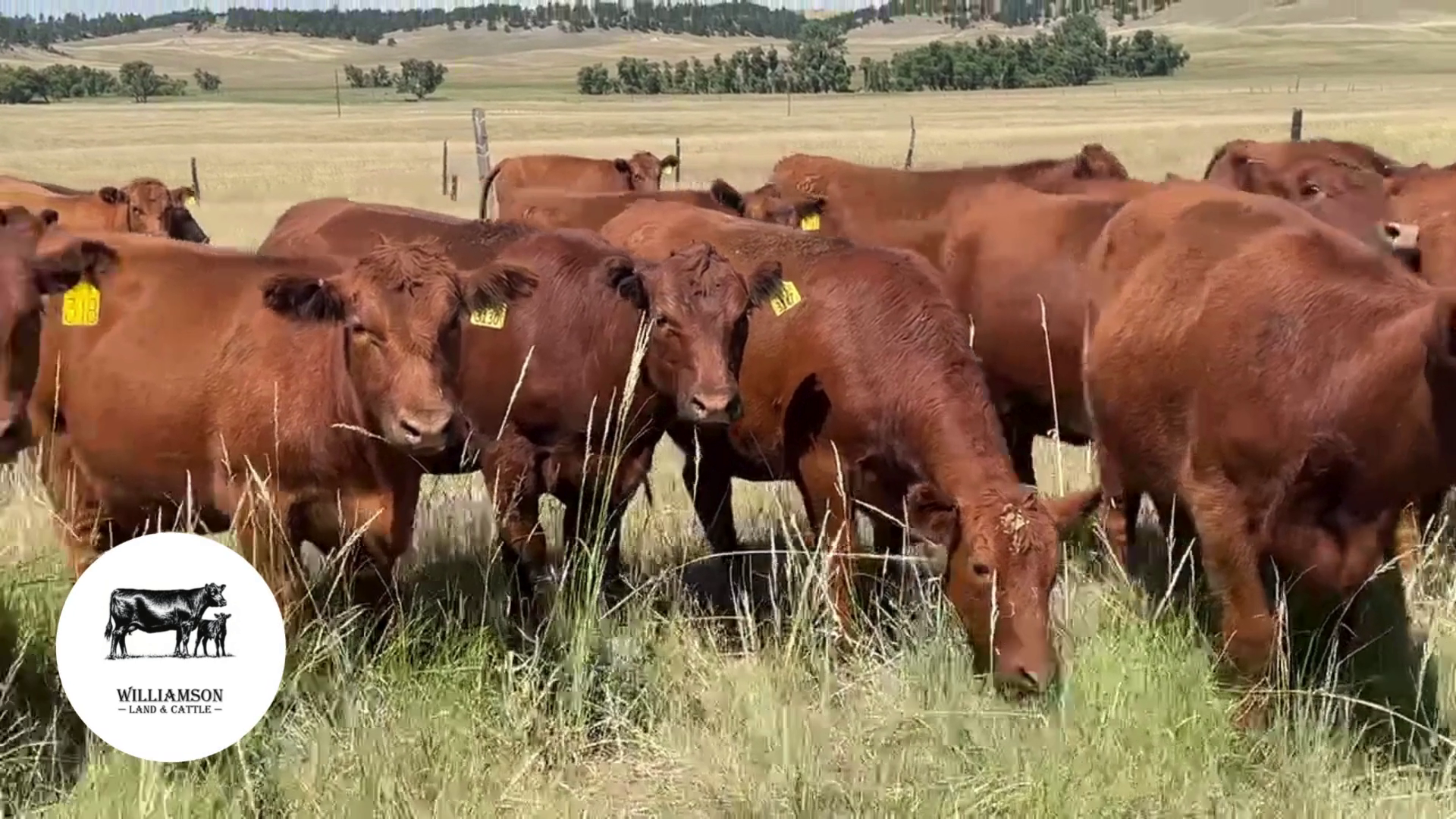 BH826B-46 Bred Heifers