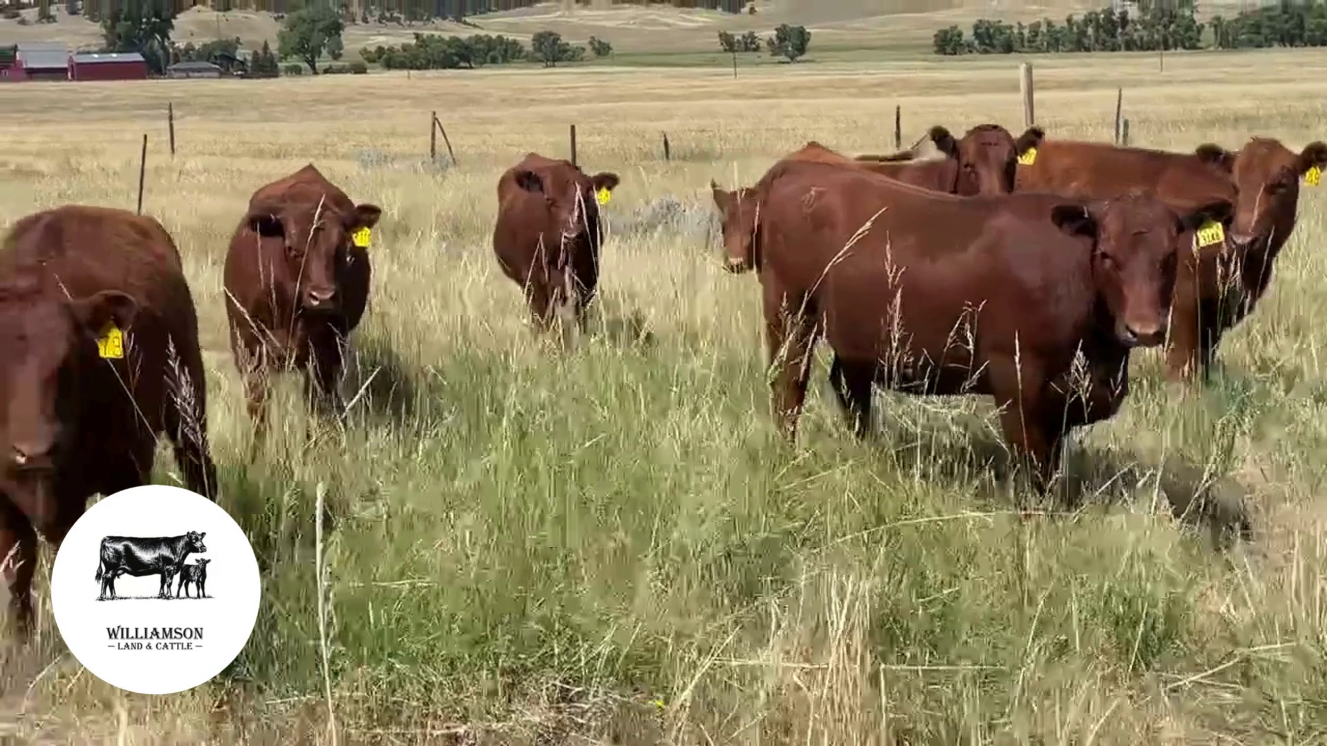 BH826B-46 Bred Heifers