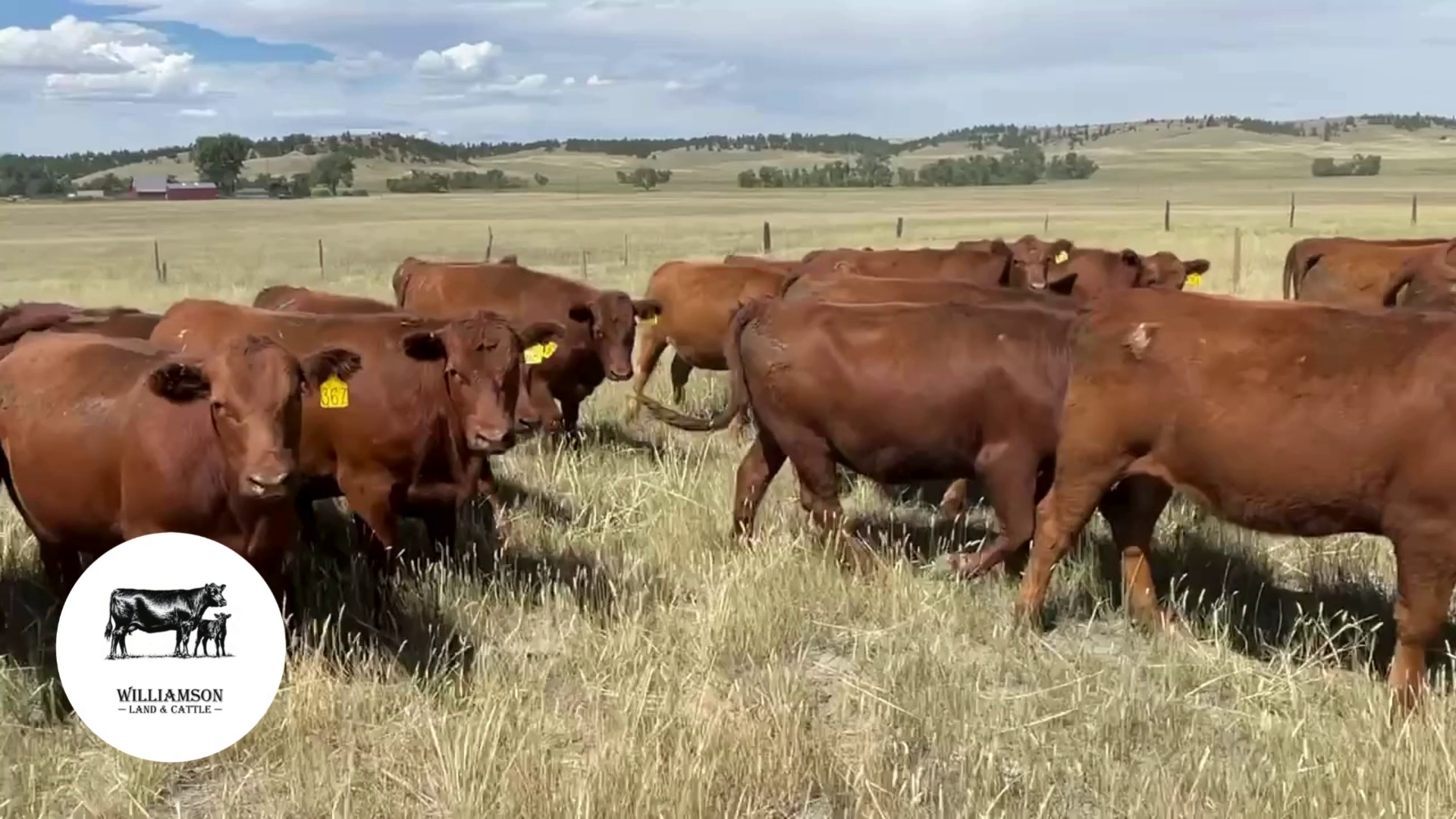 BH826B-46 Bred Heifers