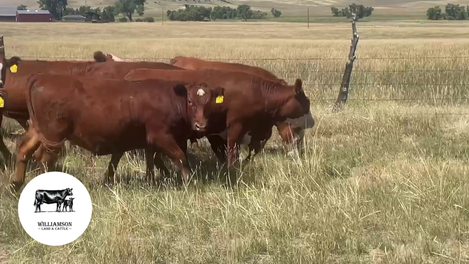 BH826C-11 Bred Heifers