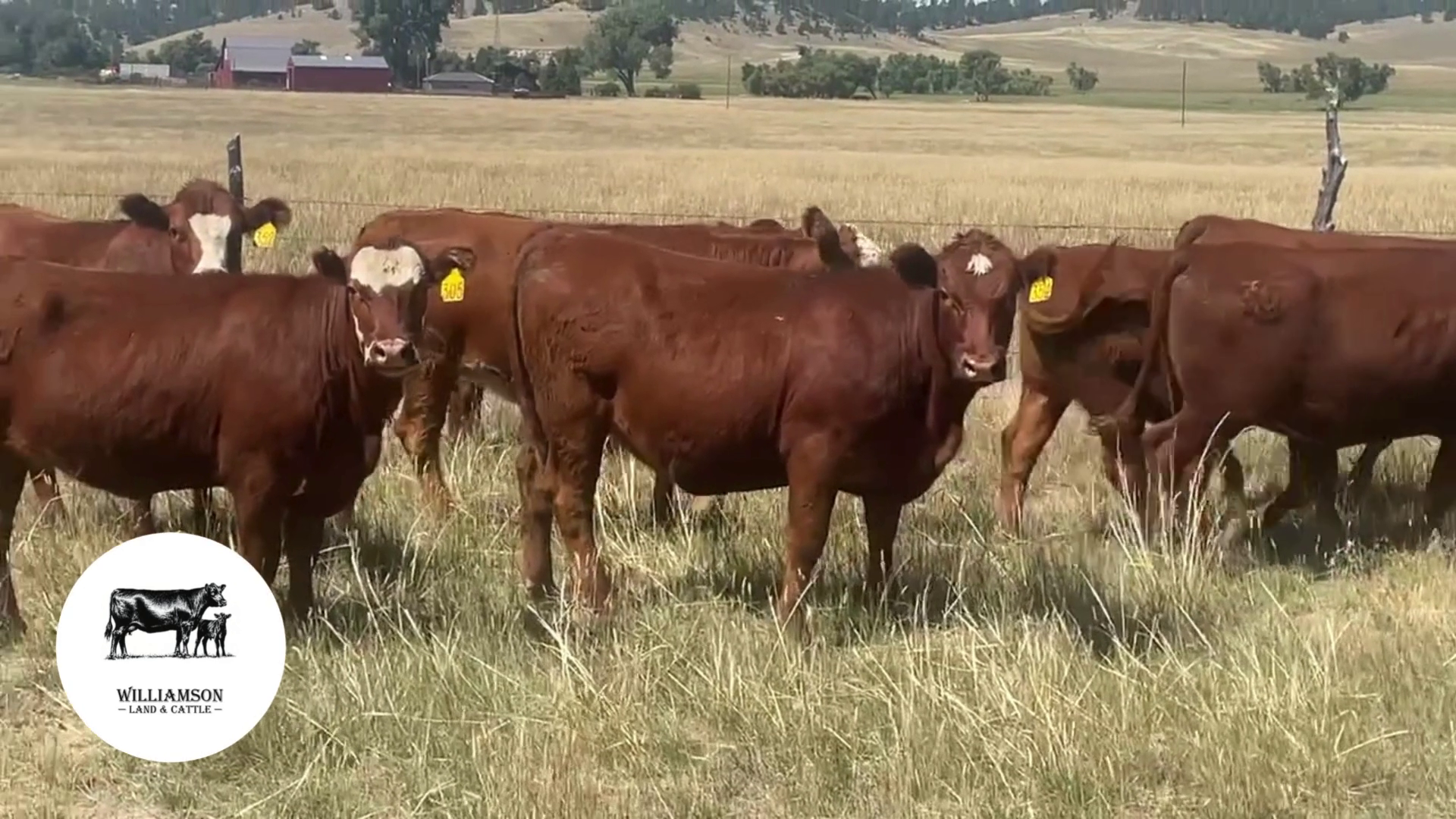 BH826C-11 Bred Heifers