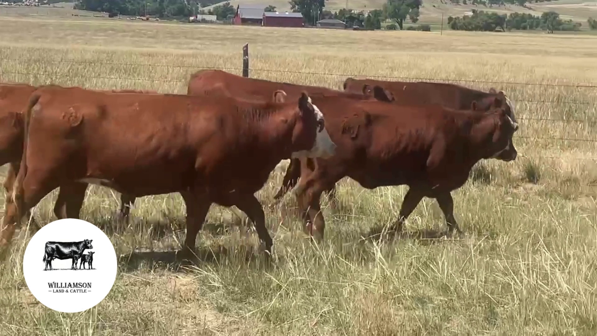 BH826C-11 Bred Heifers