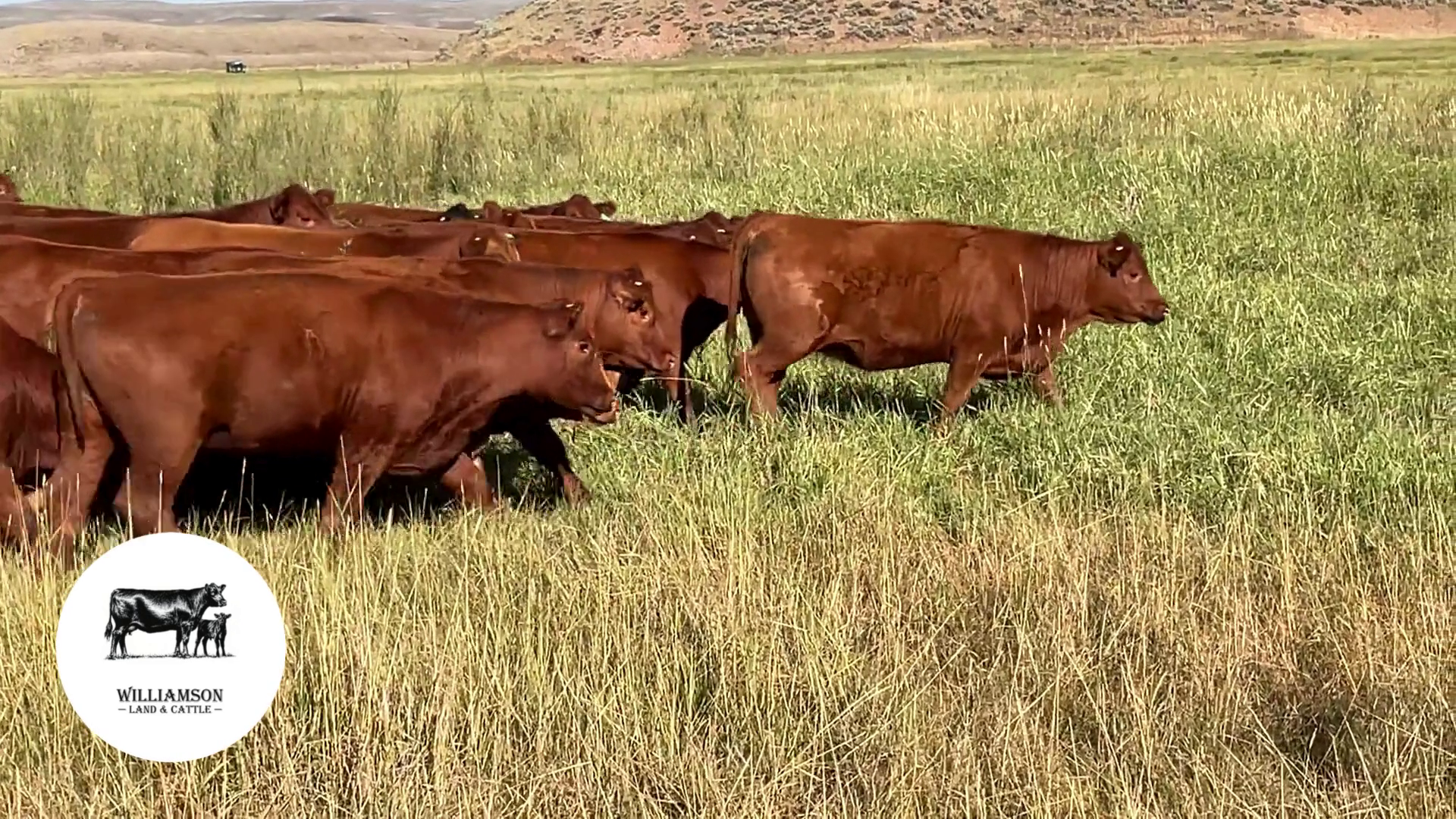 BH826E-50 Bred Heifers