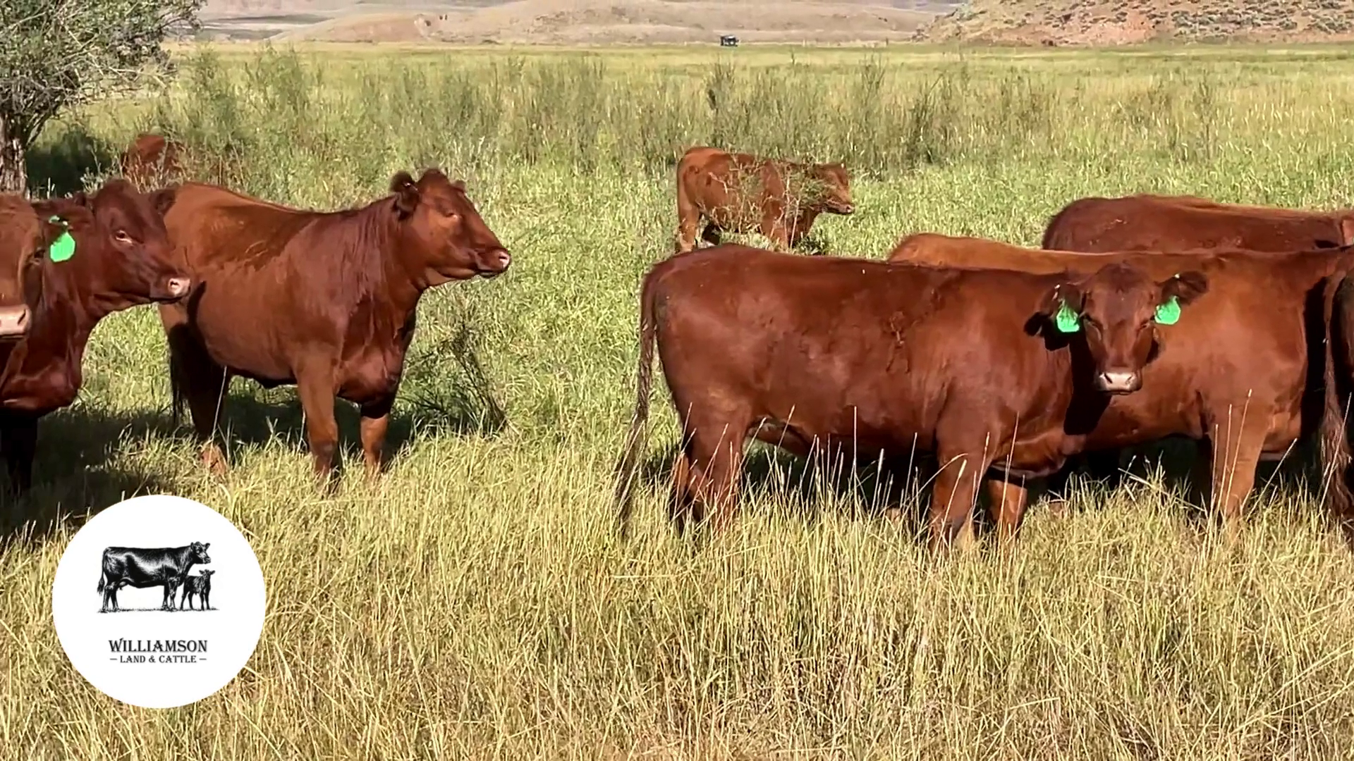 BH826E-50 Bred Heifers