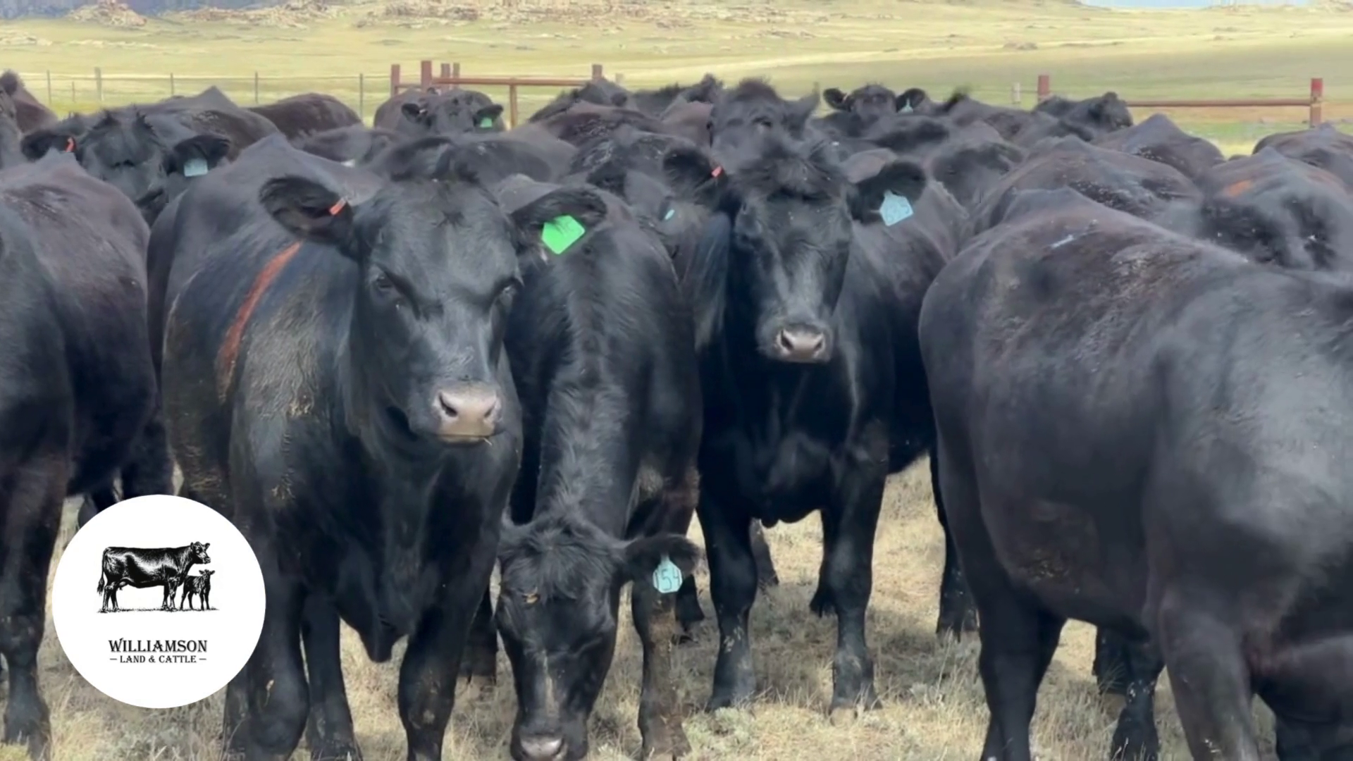 BH827A-152 Bred Heifers