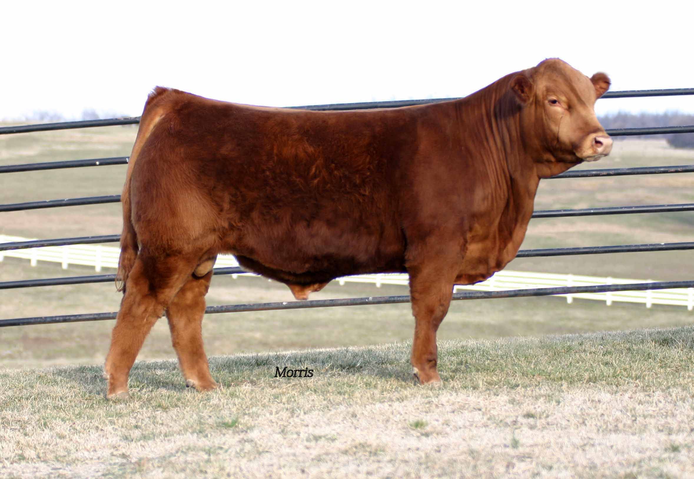 100 Black and Red Limousin, Lim-Flex, and Angus Bulls Available Now