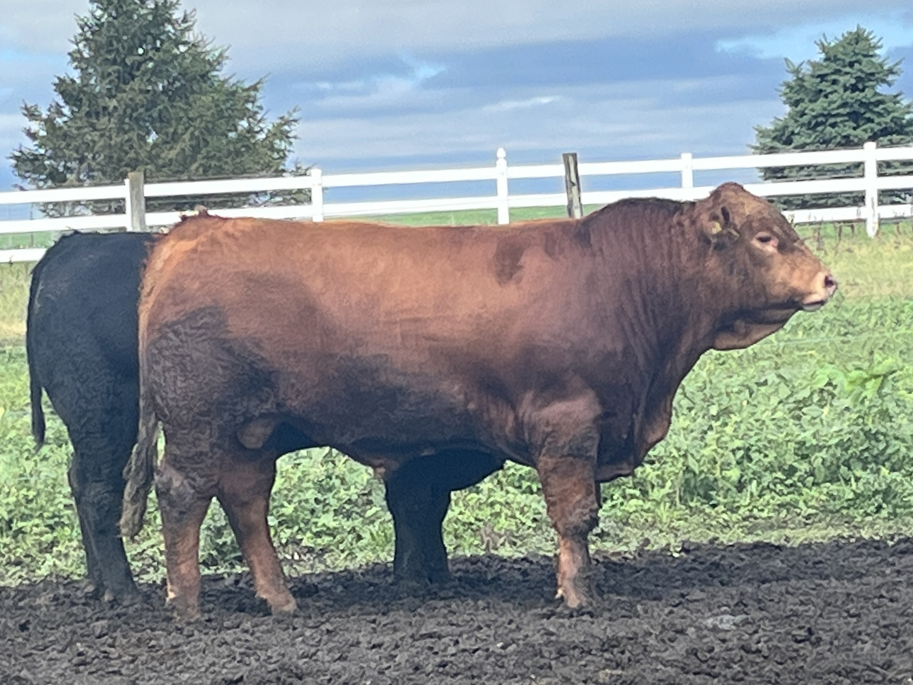 100 Black and Red Limousin, Lim-Flex, and Angus Bulls Available Now