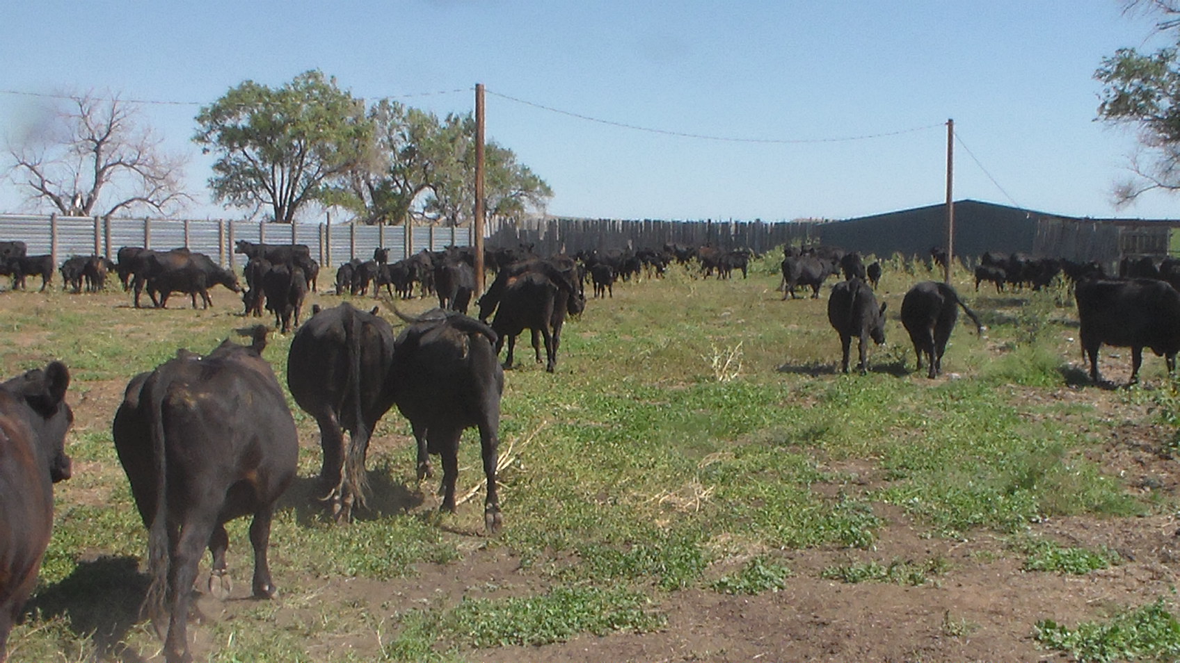 Donahey Cattle