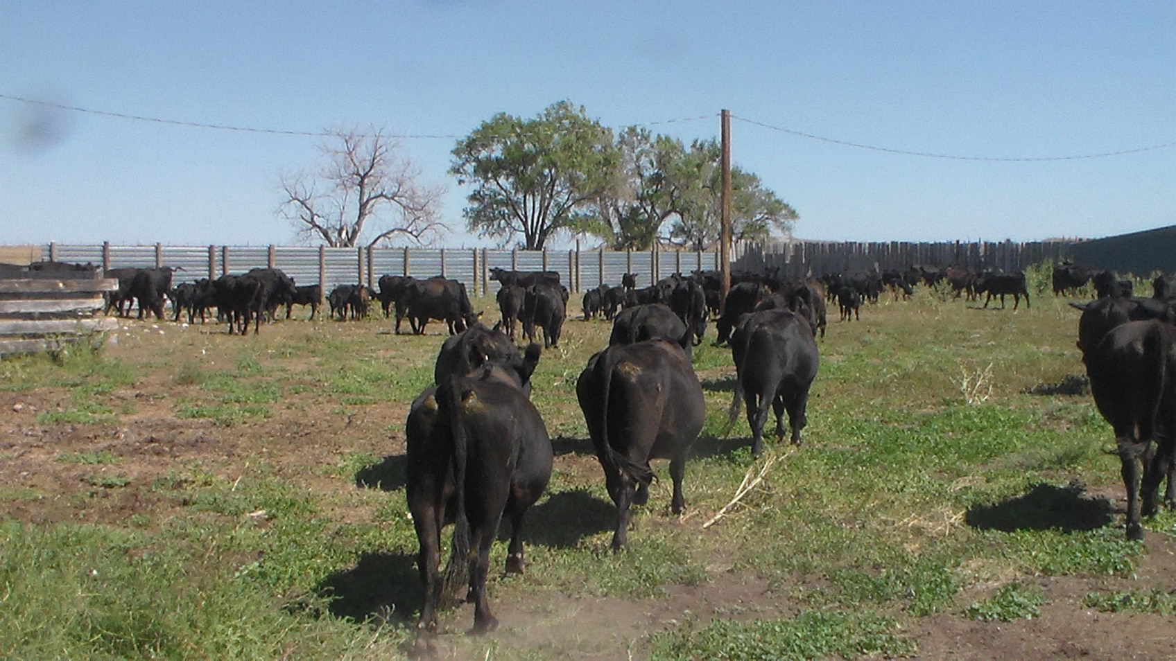 Donahey Cattle