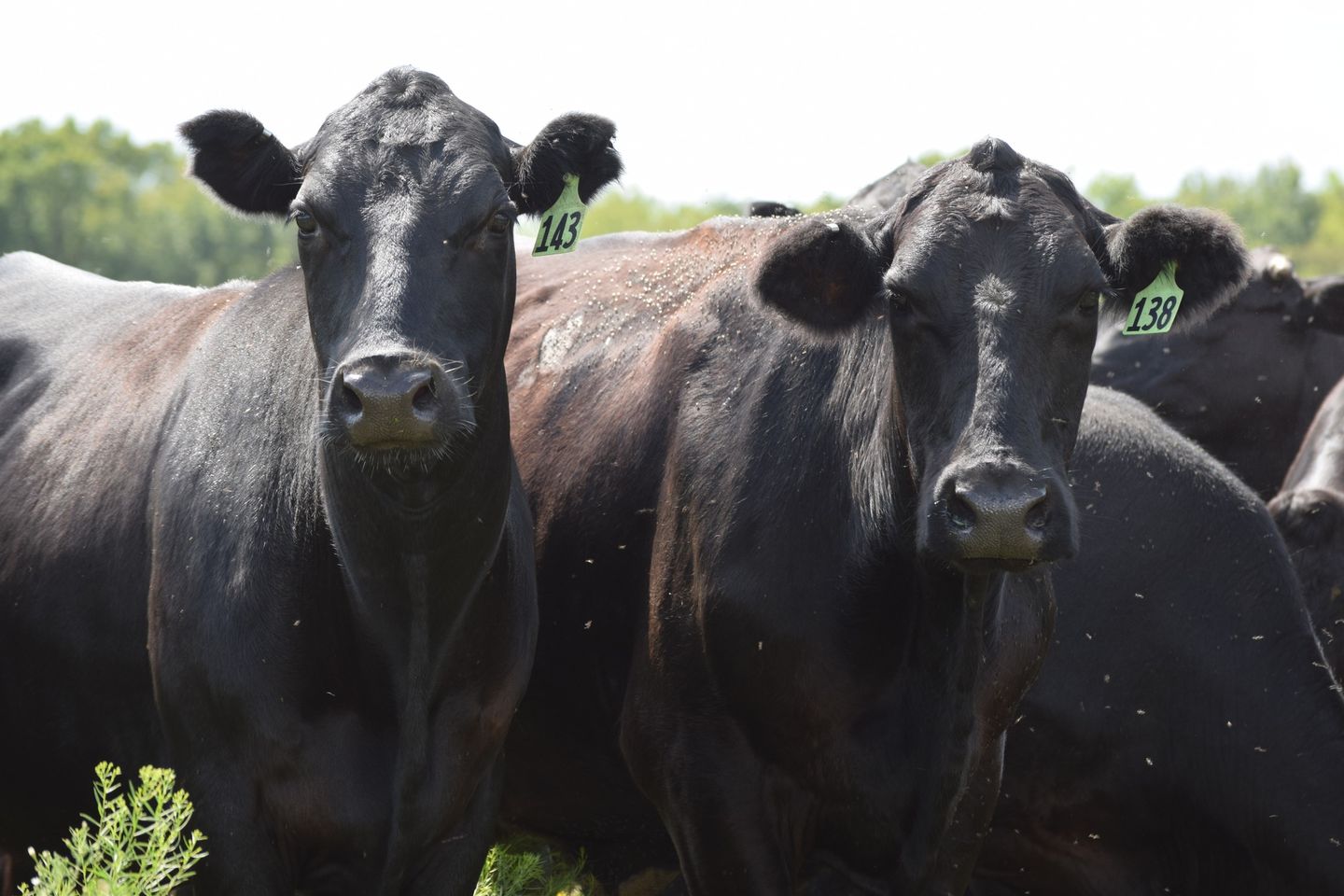 135 Head of Young Blk & BWF Spring Bred Cows