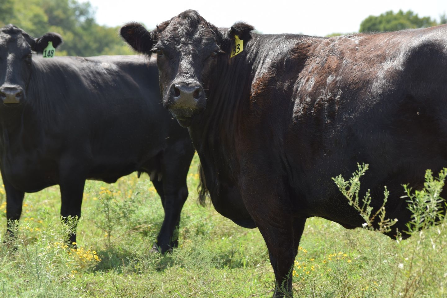 135 Head of Young Blk & BWF Spring Bred Cows