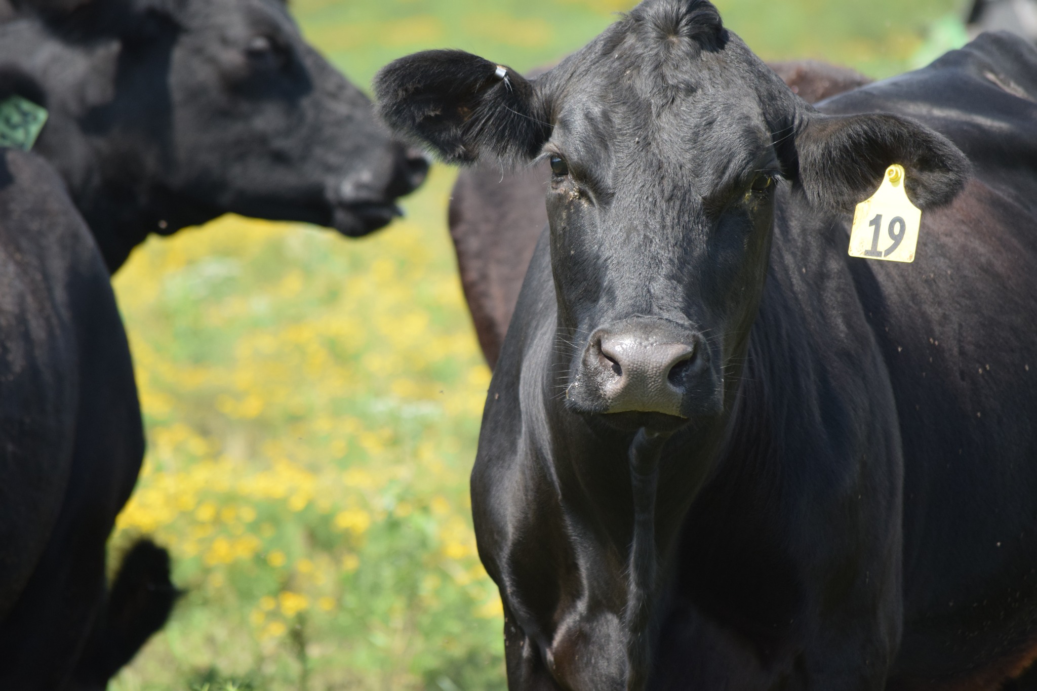 135 Head of Young Blk & BWF Spring Bred Cows