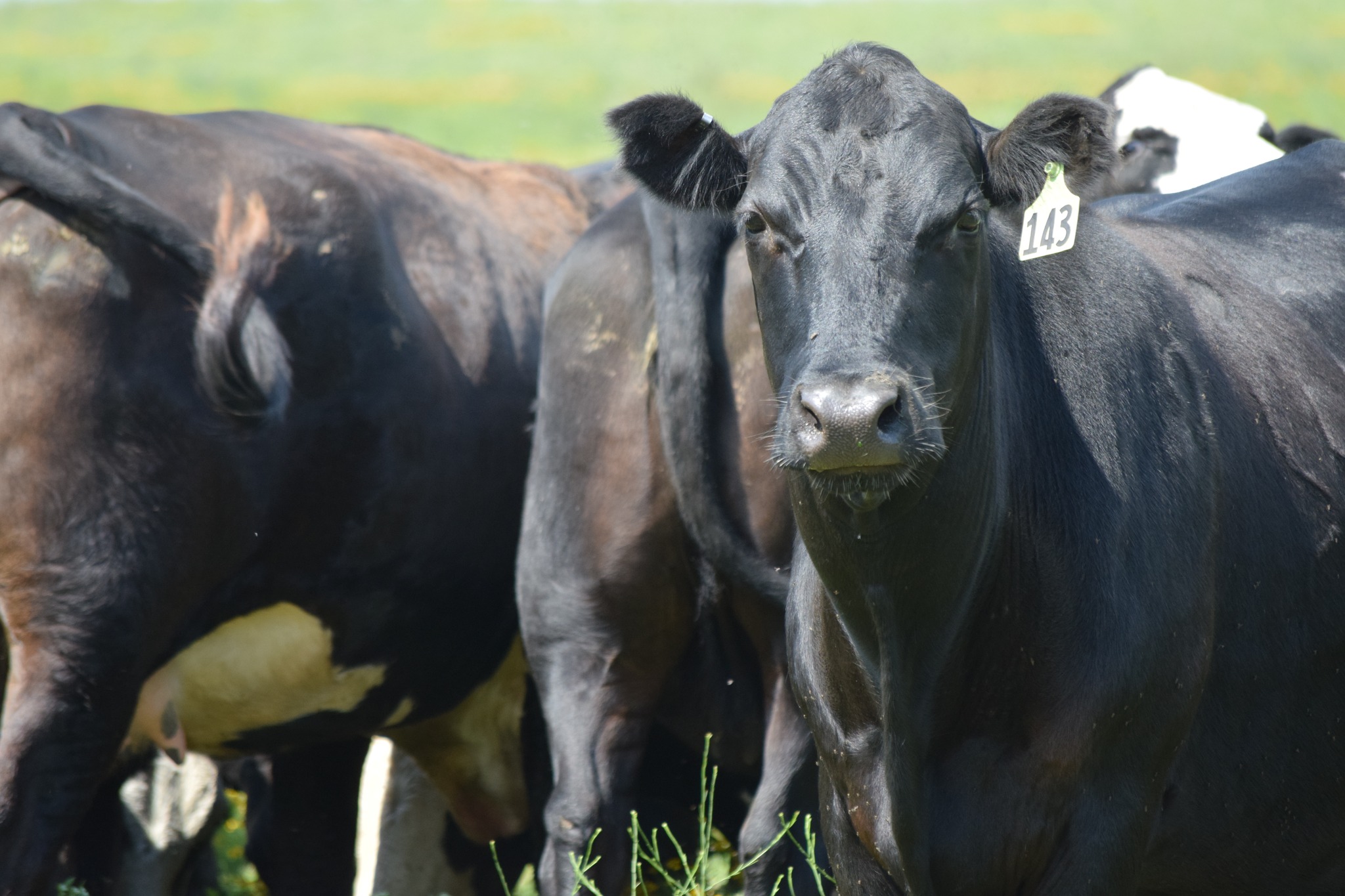 135 Head of Young Blk & BWF Spring Bred Cows