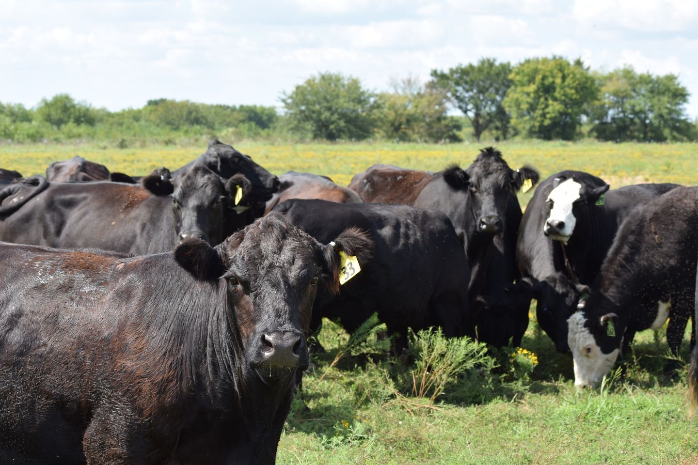 135 Head of Young Blk & BWF Spring Bred Cows