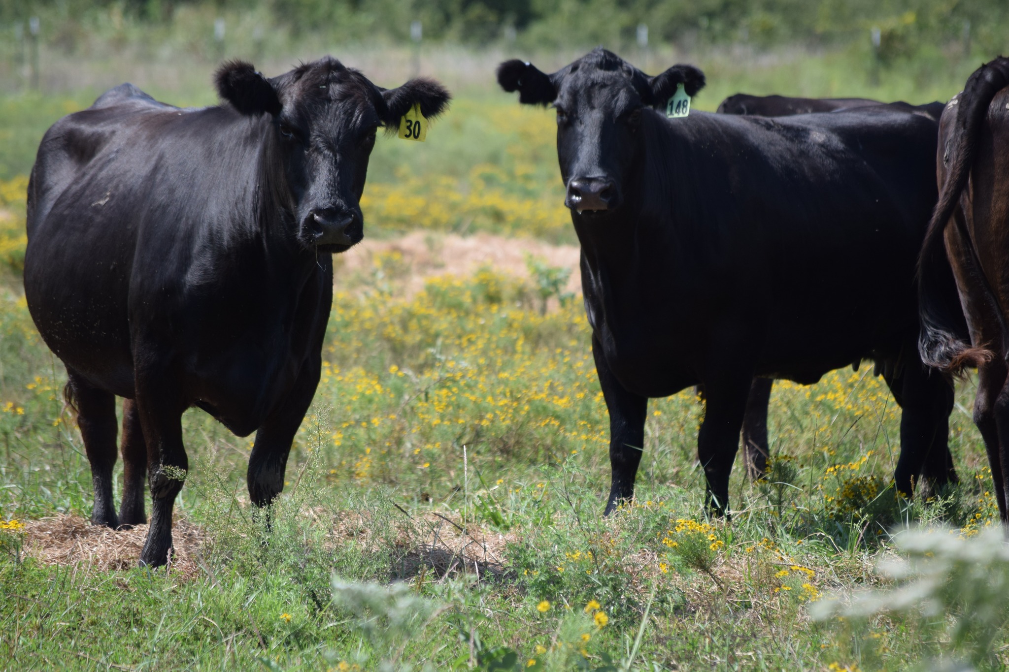 135 Head of Young Blk & BWF Spring Bred Cows