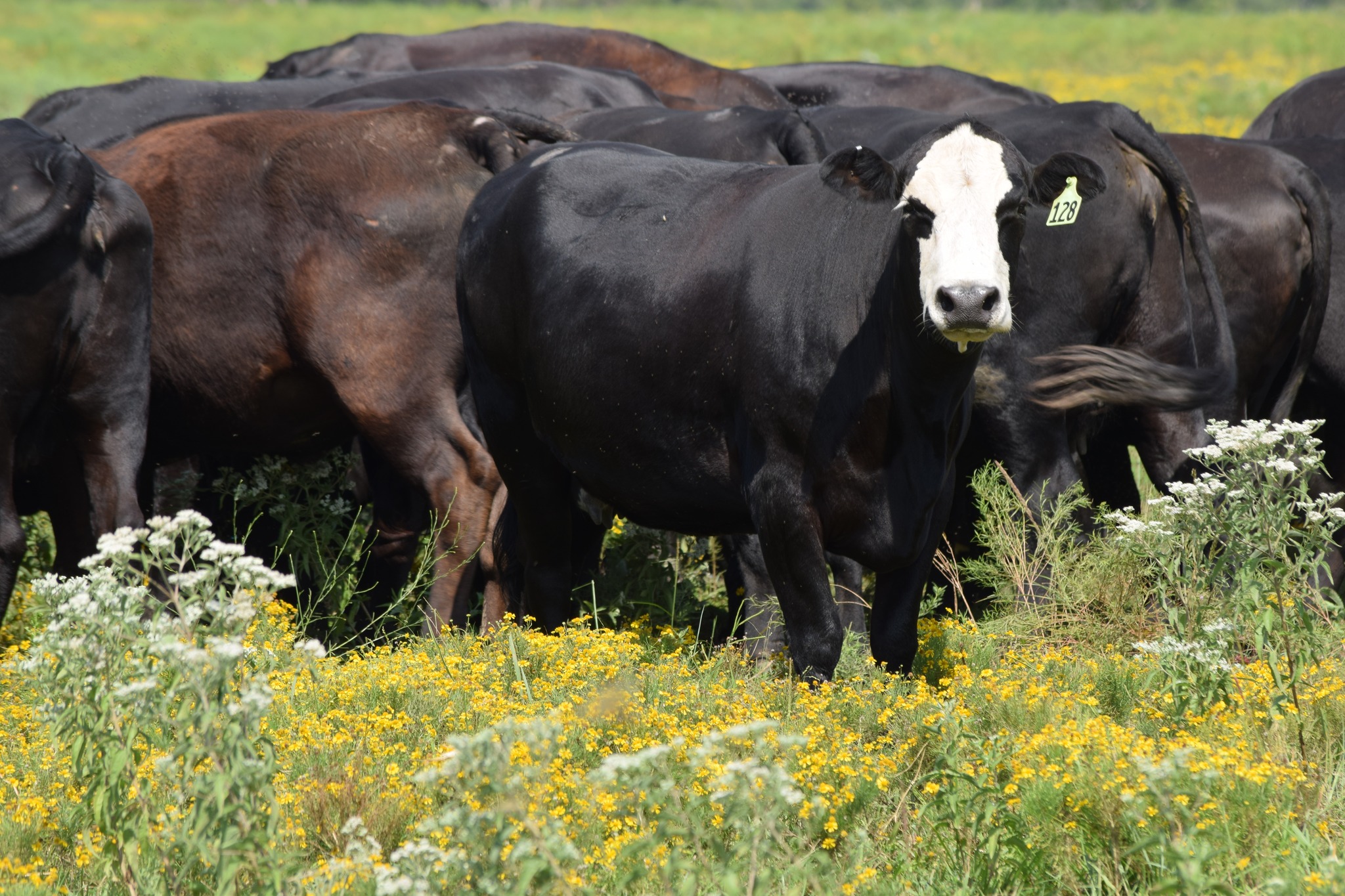 135 Head of Young Blk & BWF Spring Bred Cows