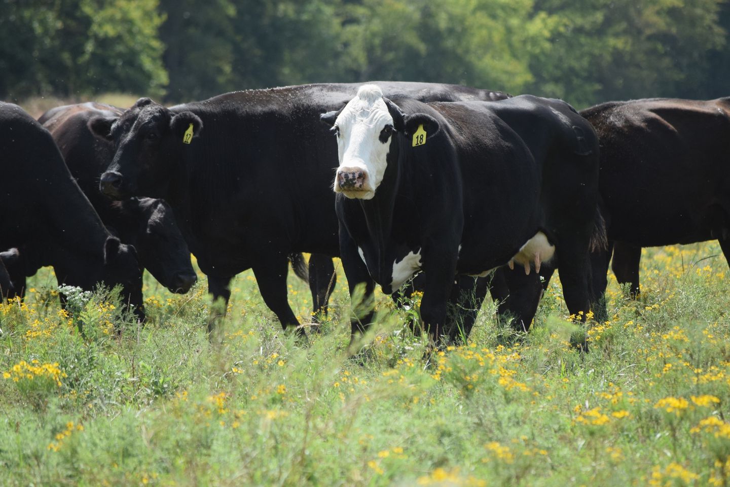 135 Head of Young Blk & BWF Spring Bred Cows