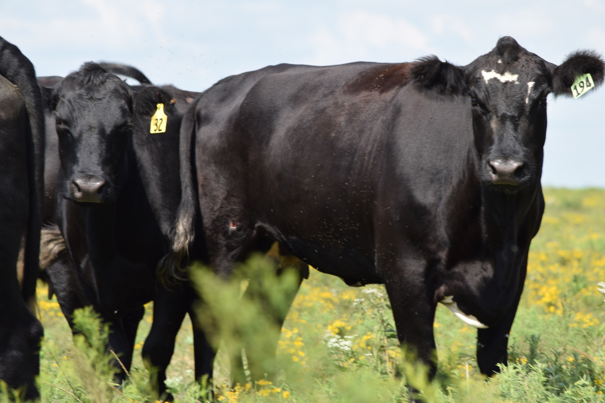 135 Head of Young Blk & BWF Spring Bred Cows