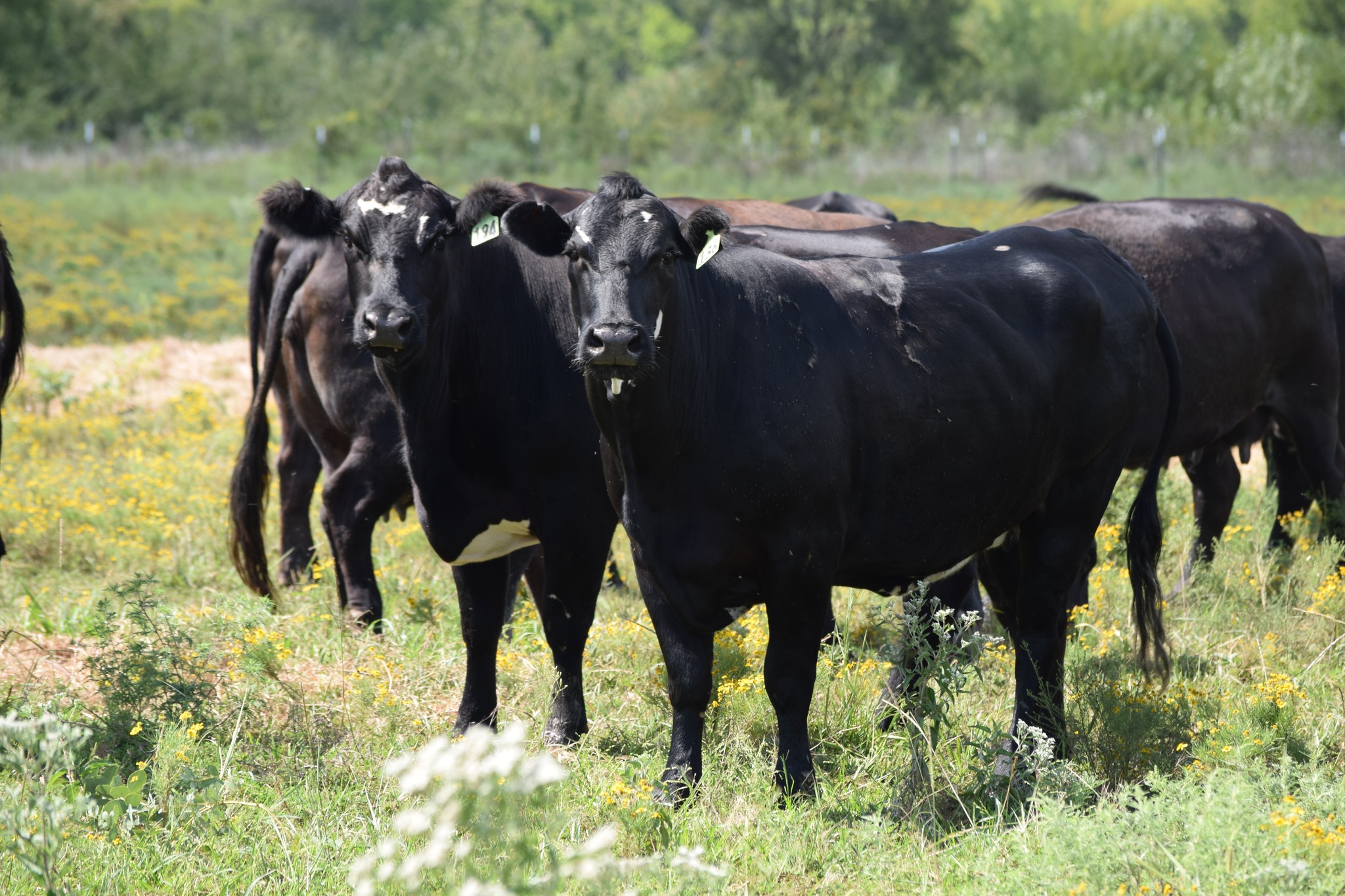 135 Head of Young Blk & BWF Spring Bred Cows