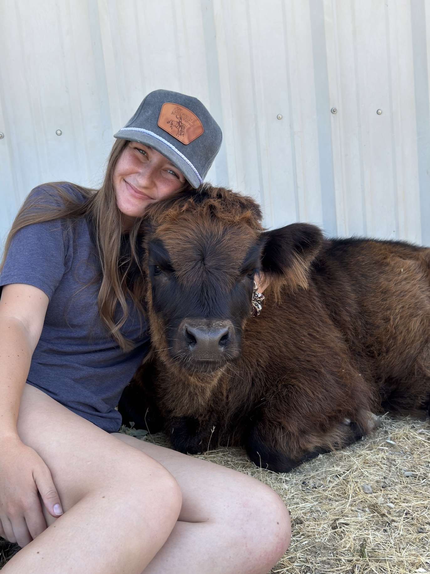 87.5% Mini Scottish Highland Bull