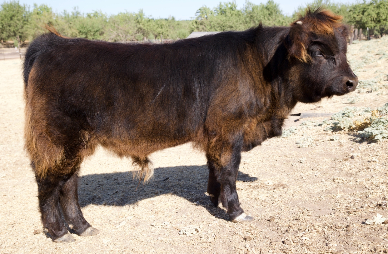 87.5% Mini Scottish Highland Bull