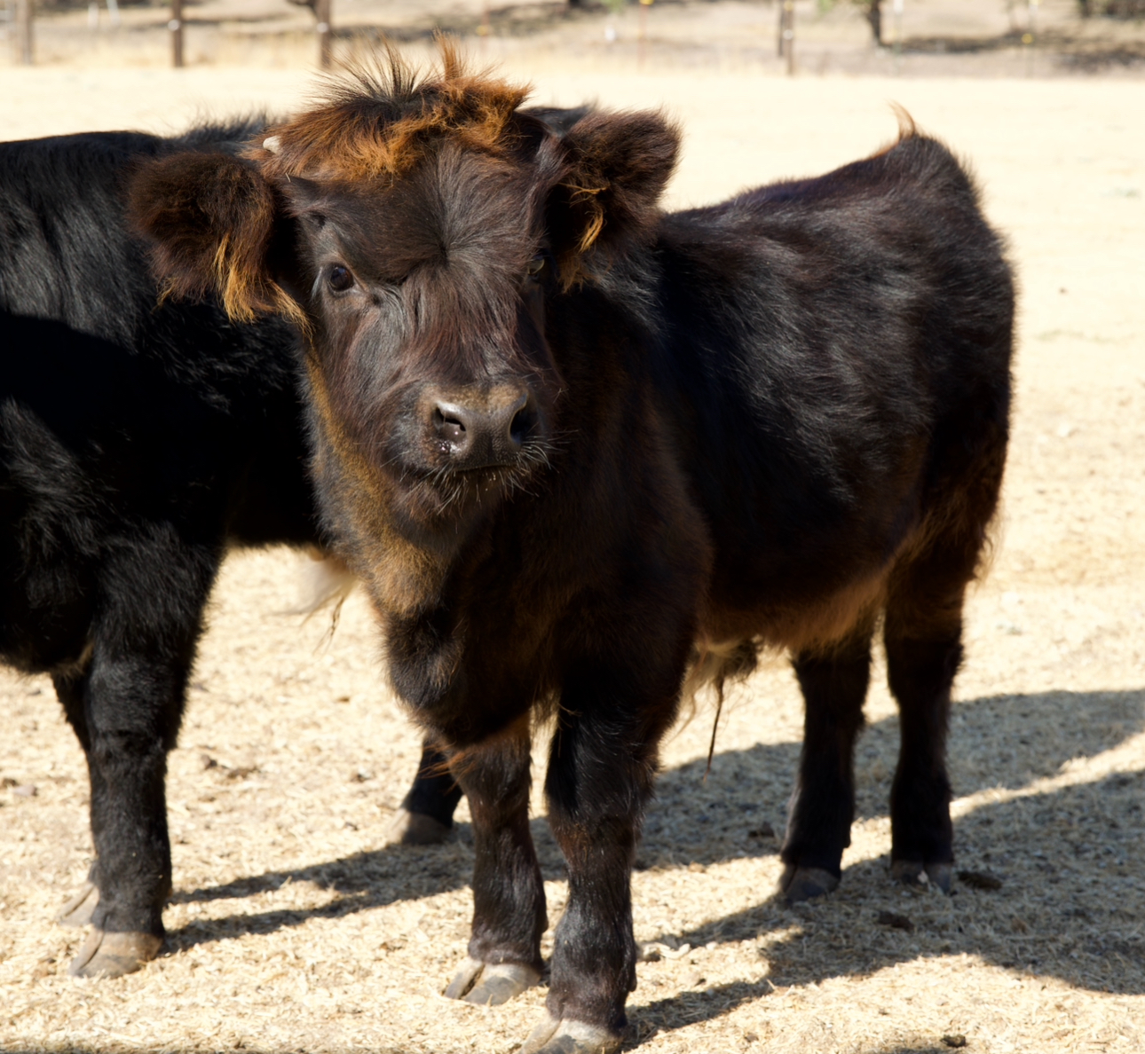 87.5% Mini Scottish Highland Bull