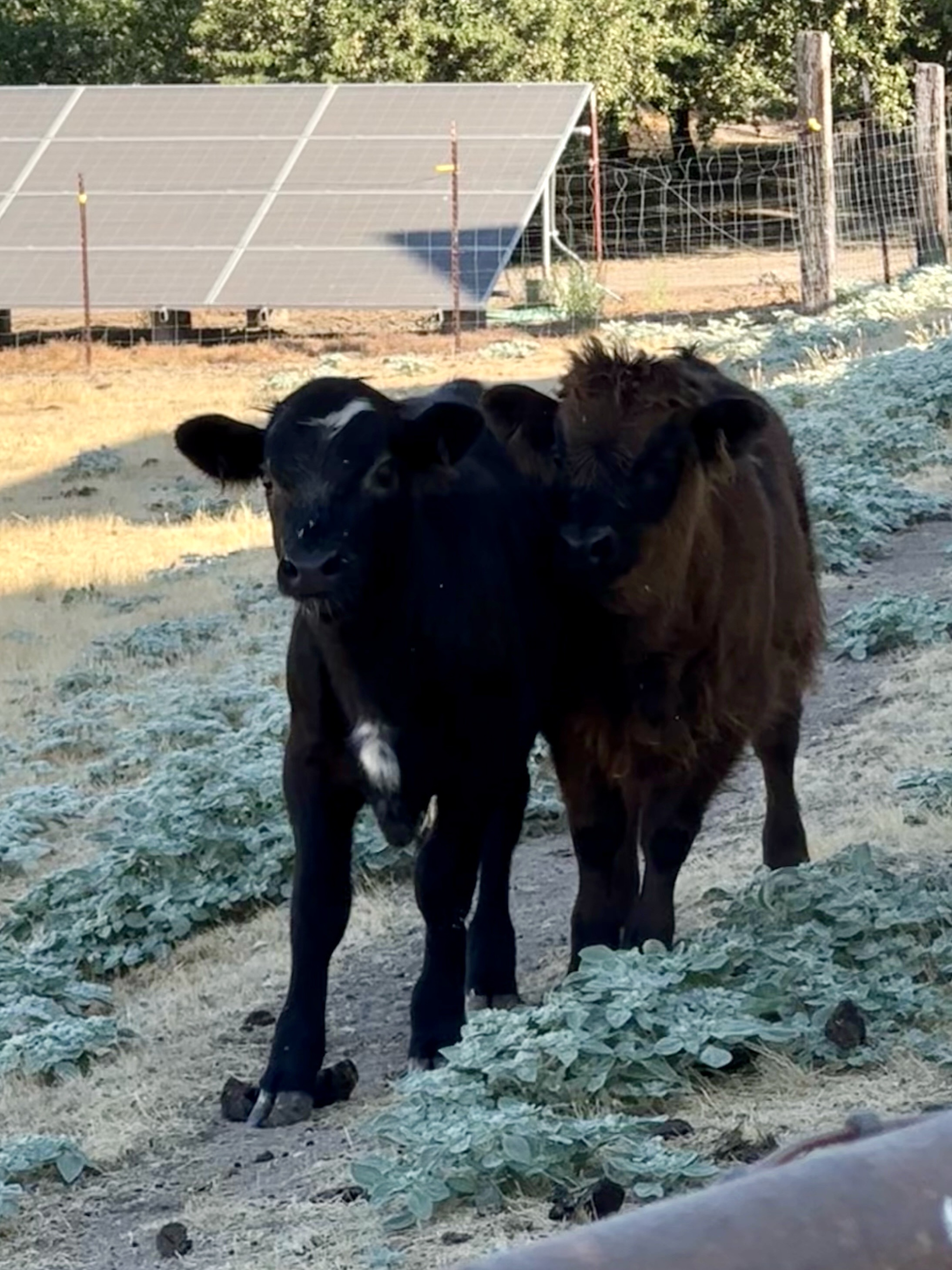 Mini Highland White Park Cross Bull