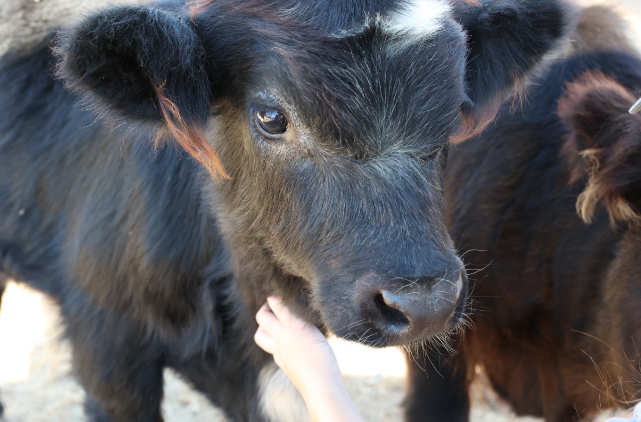 Mini Highland White Park Cross Bull