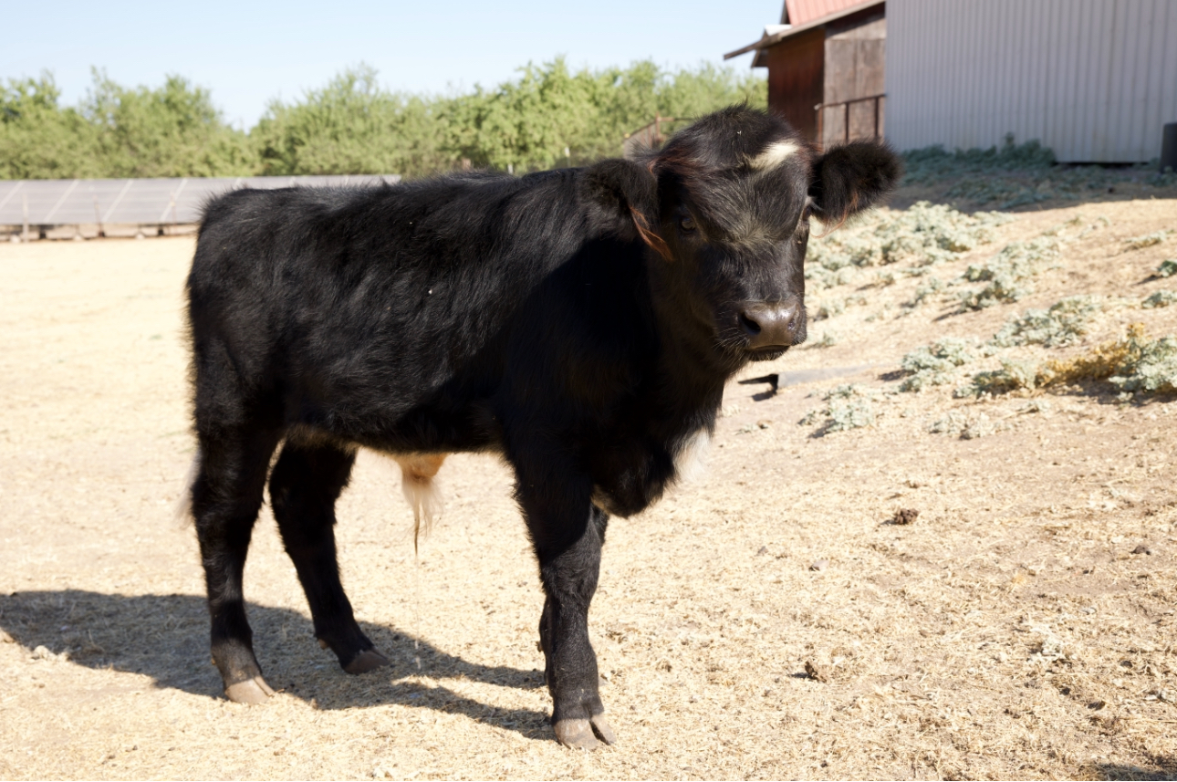 Mini Highland White Park Cross Bull